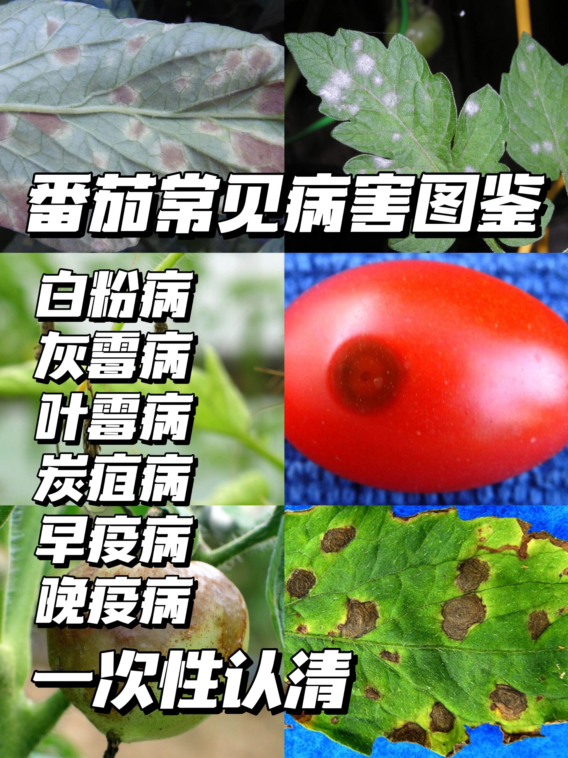 番茄根部病害图解图片