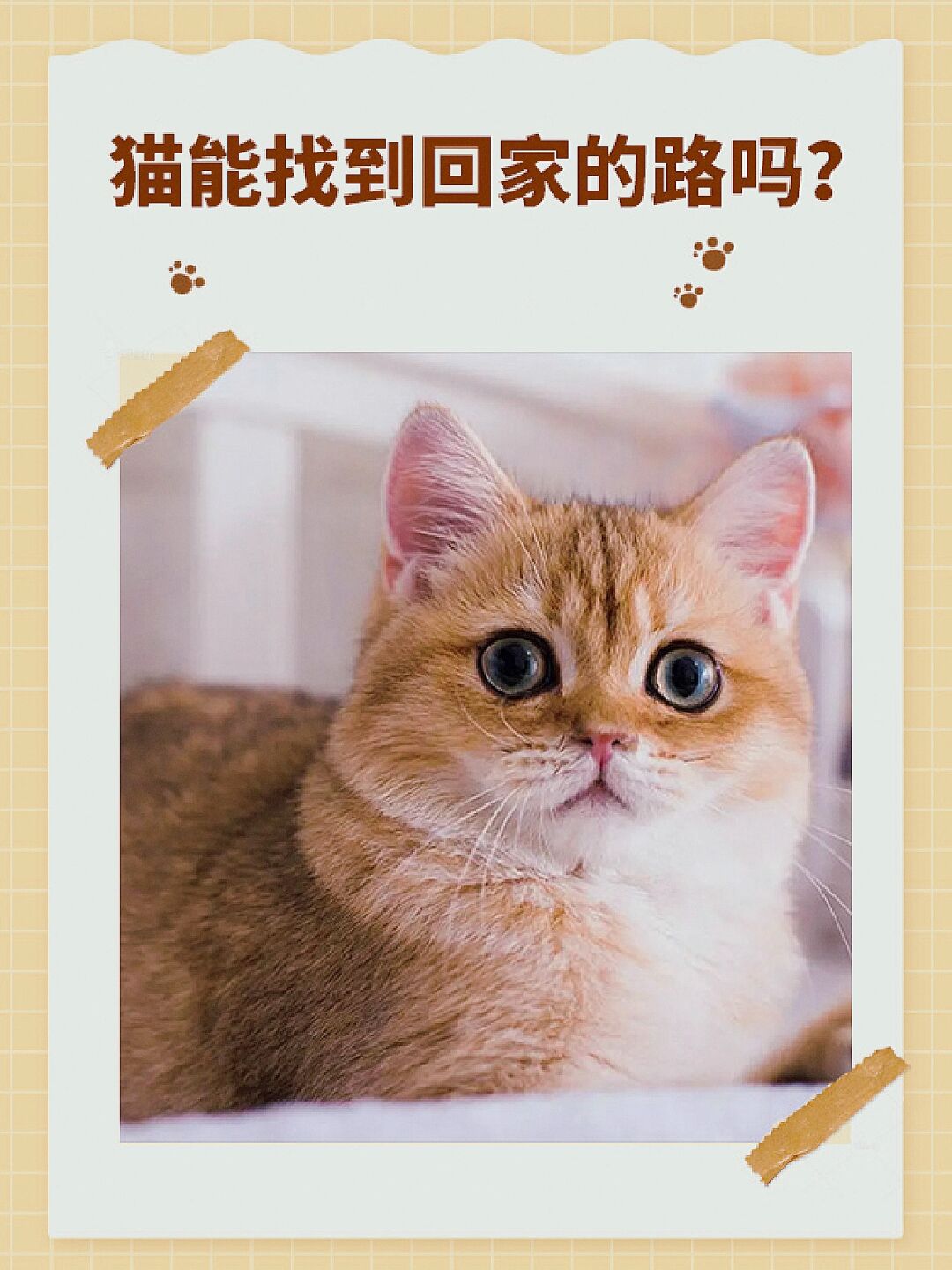 猫咪会找到回家的路吗?