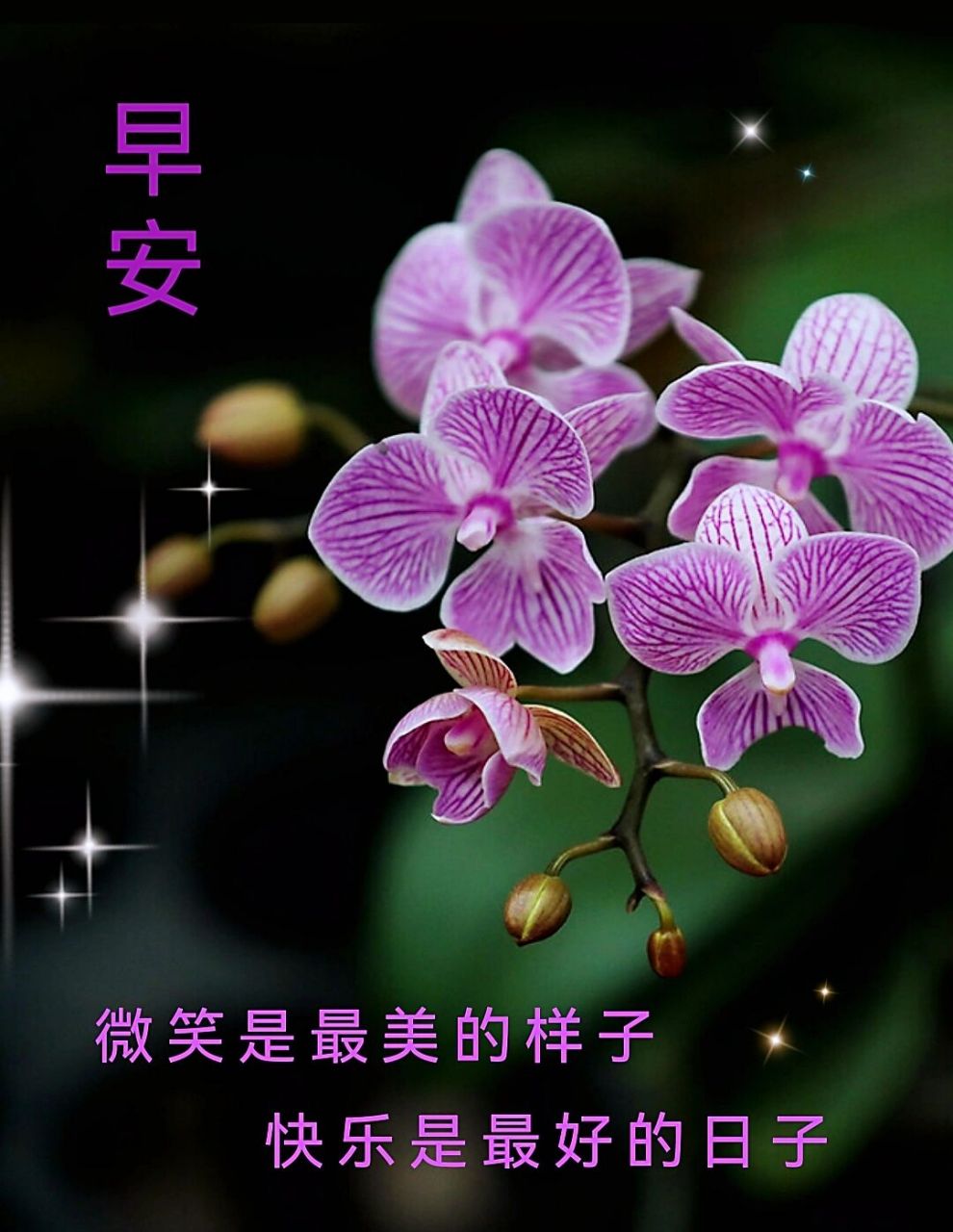 早安图片 微笑是最美的样子 快乐是最好的日子 大家早上好🍵🌹.