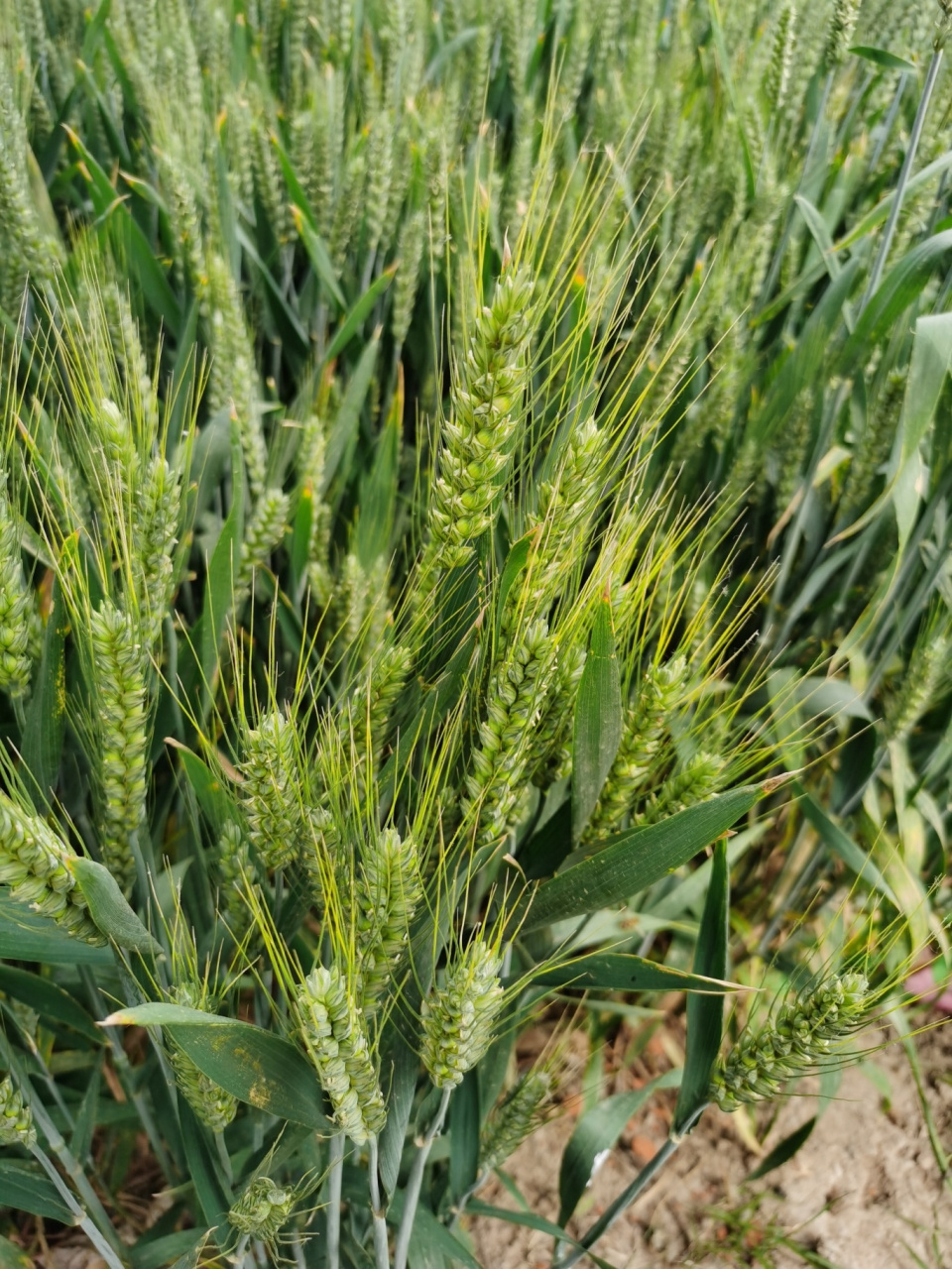 空气中有麦苗的香味