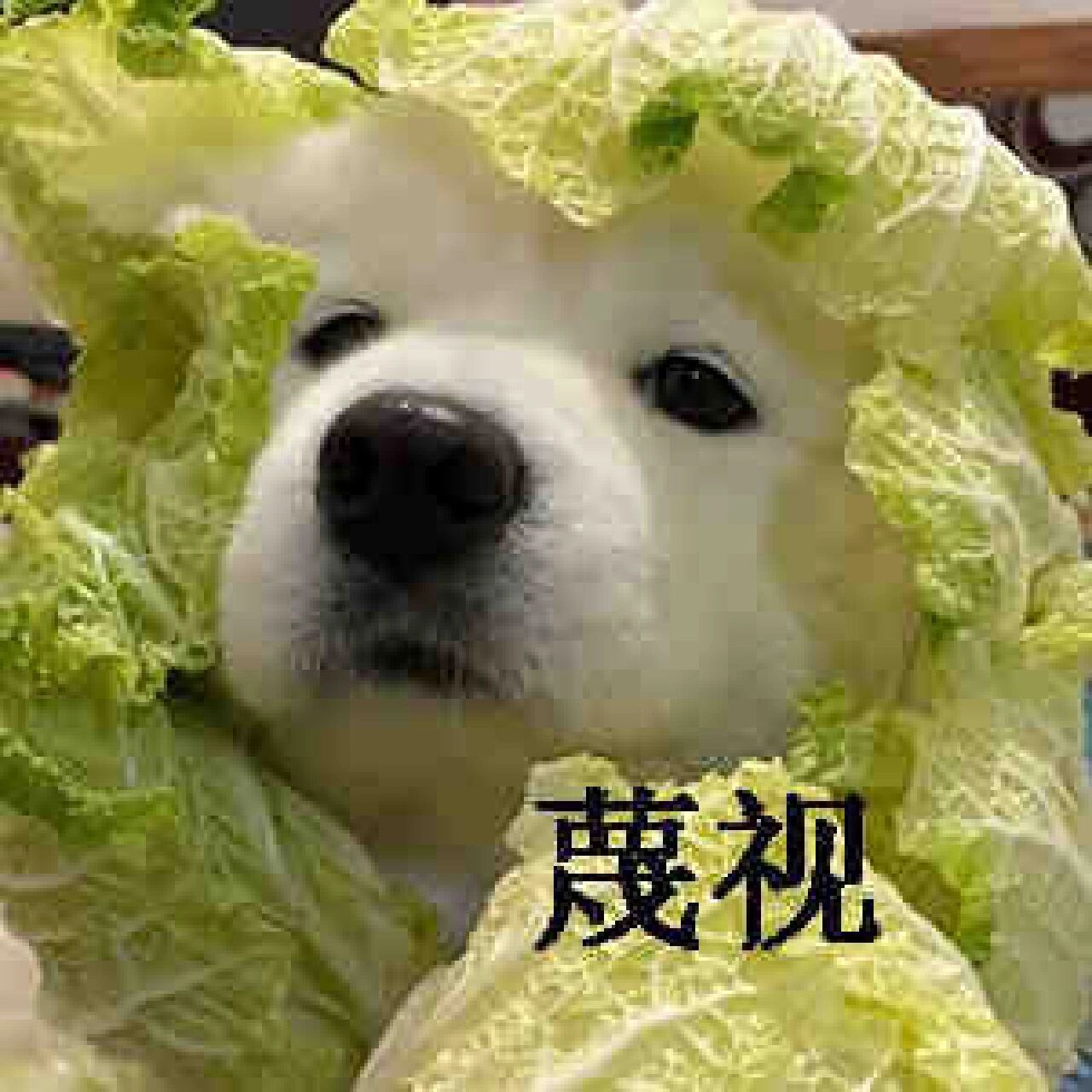 菜狗♥表情包 热门头像 我终于找到原图了