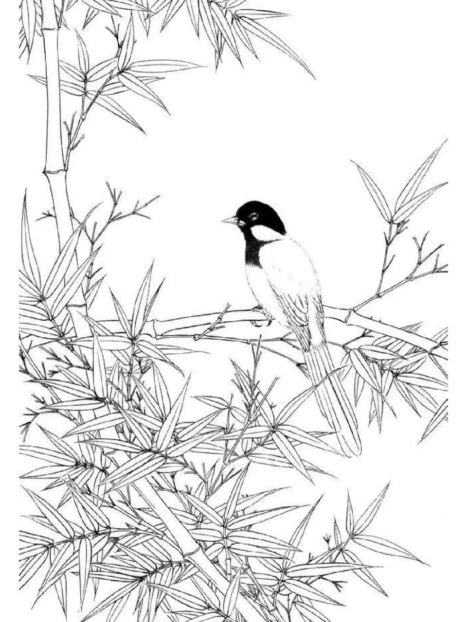工笔画《竹与鸟》白描稿