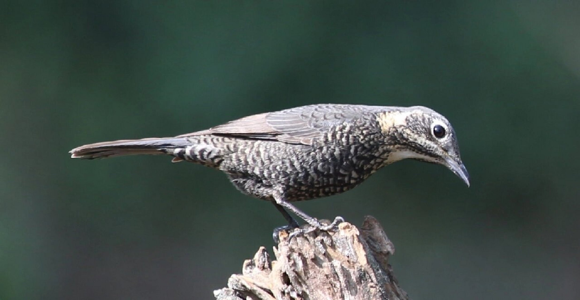 云南百花岭观鸟～栗腹矶鸫(雌鸟)  672023.2.12号记录于百花岭.