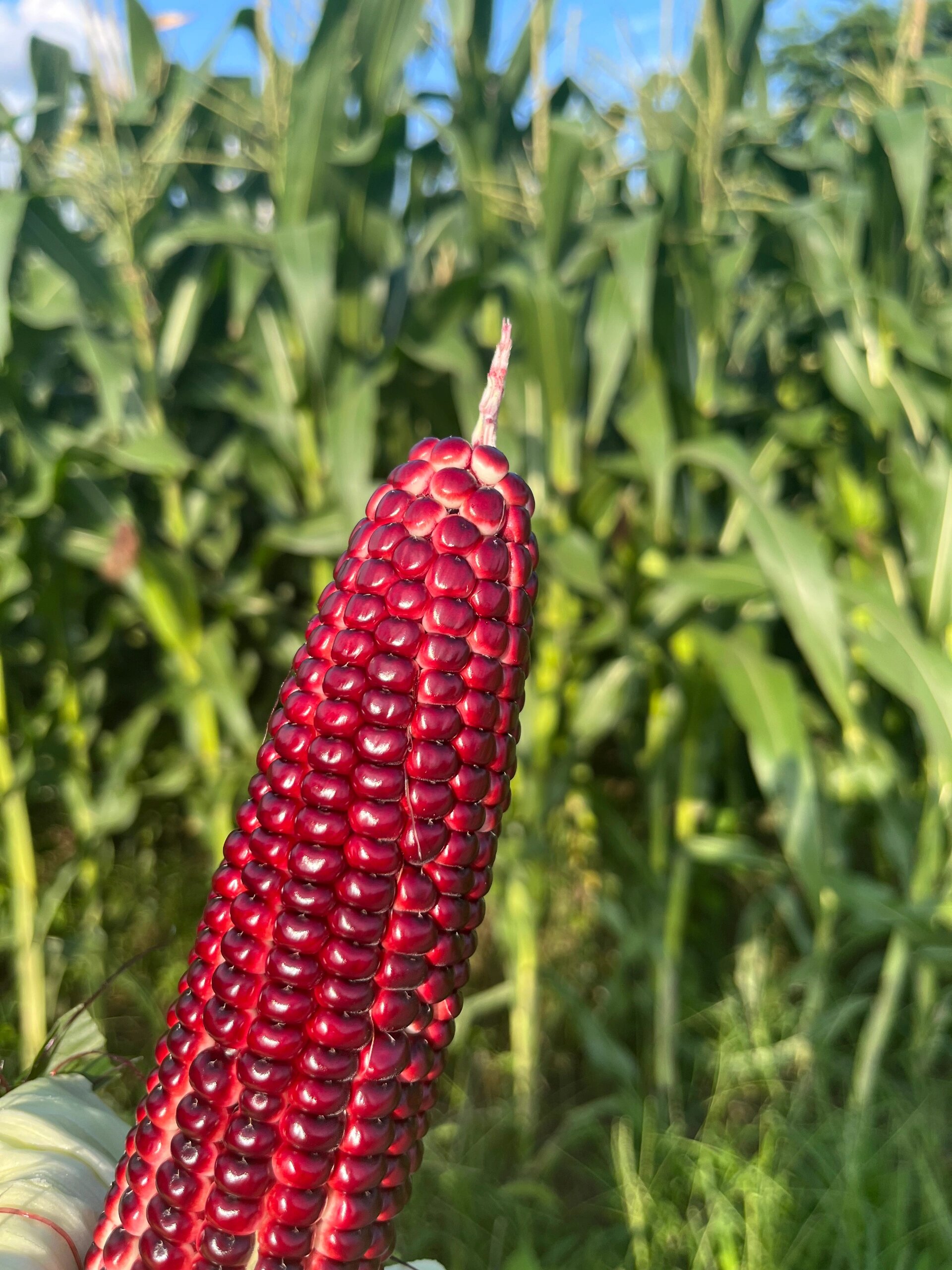不愧是获奖的玉米品种 沪红糯一号甜糯玉米,但凡没吃过我都会难过的