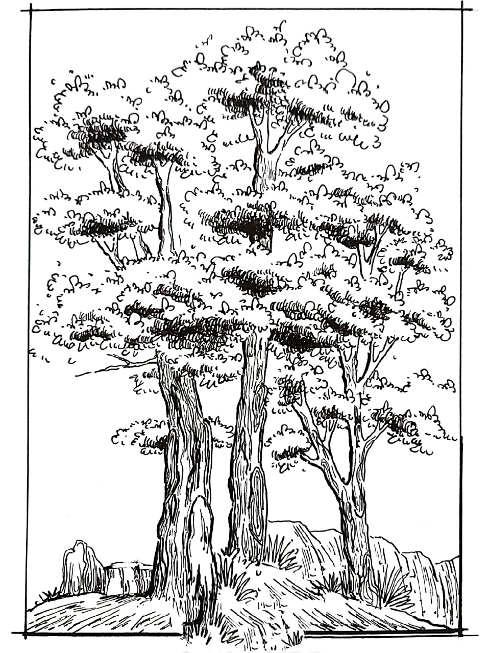 速写/树/风景速写/内附过程图 画一棵树叭!