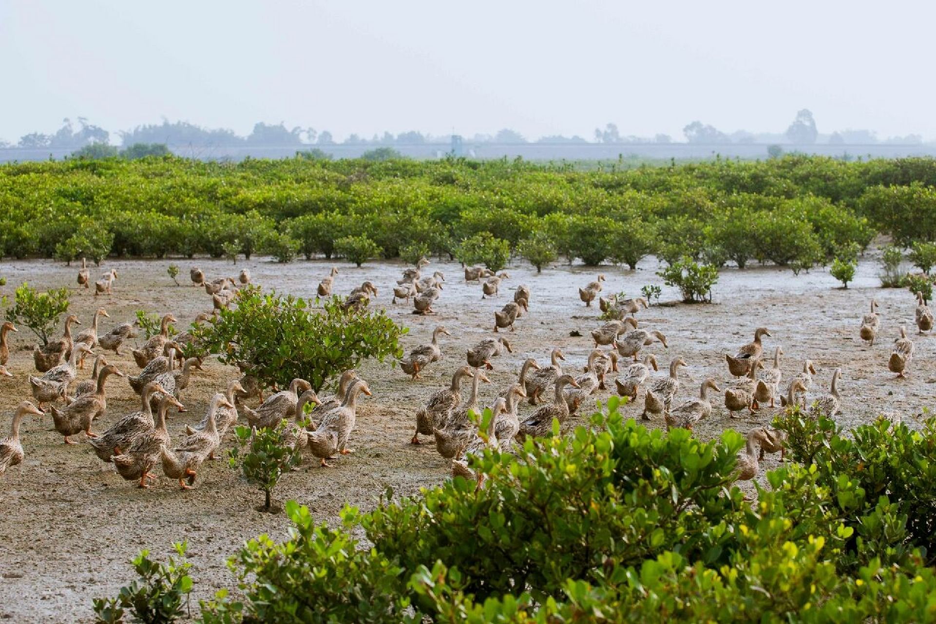 广西北海海边红树林海鸭都是散养在海滩涂上,觅食海滩鱼虾贝类为主