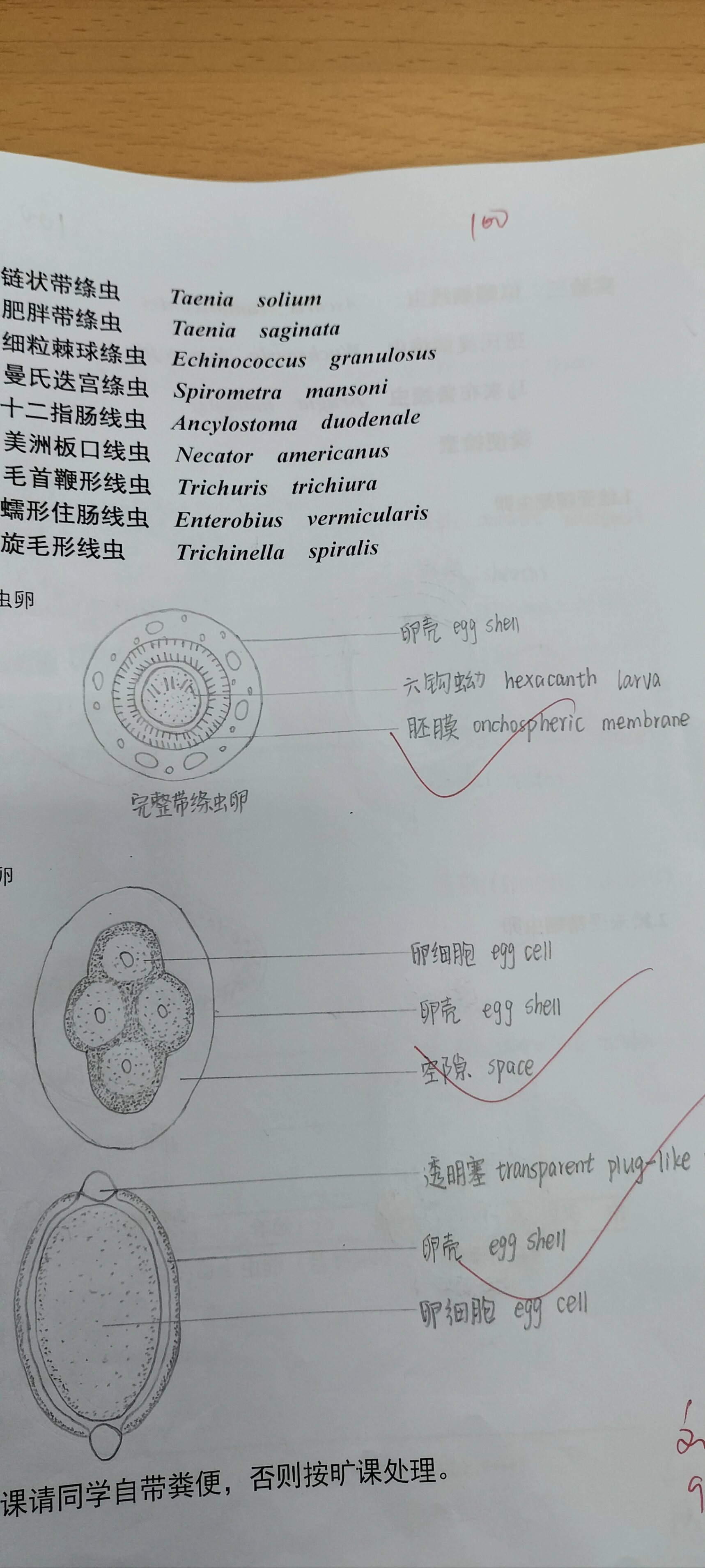 鞭虫卵英文图片