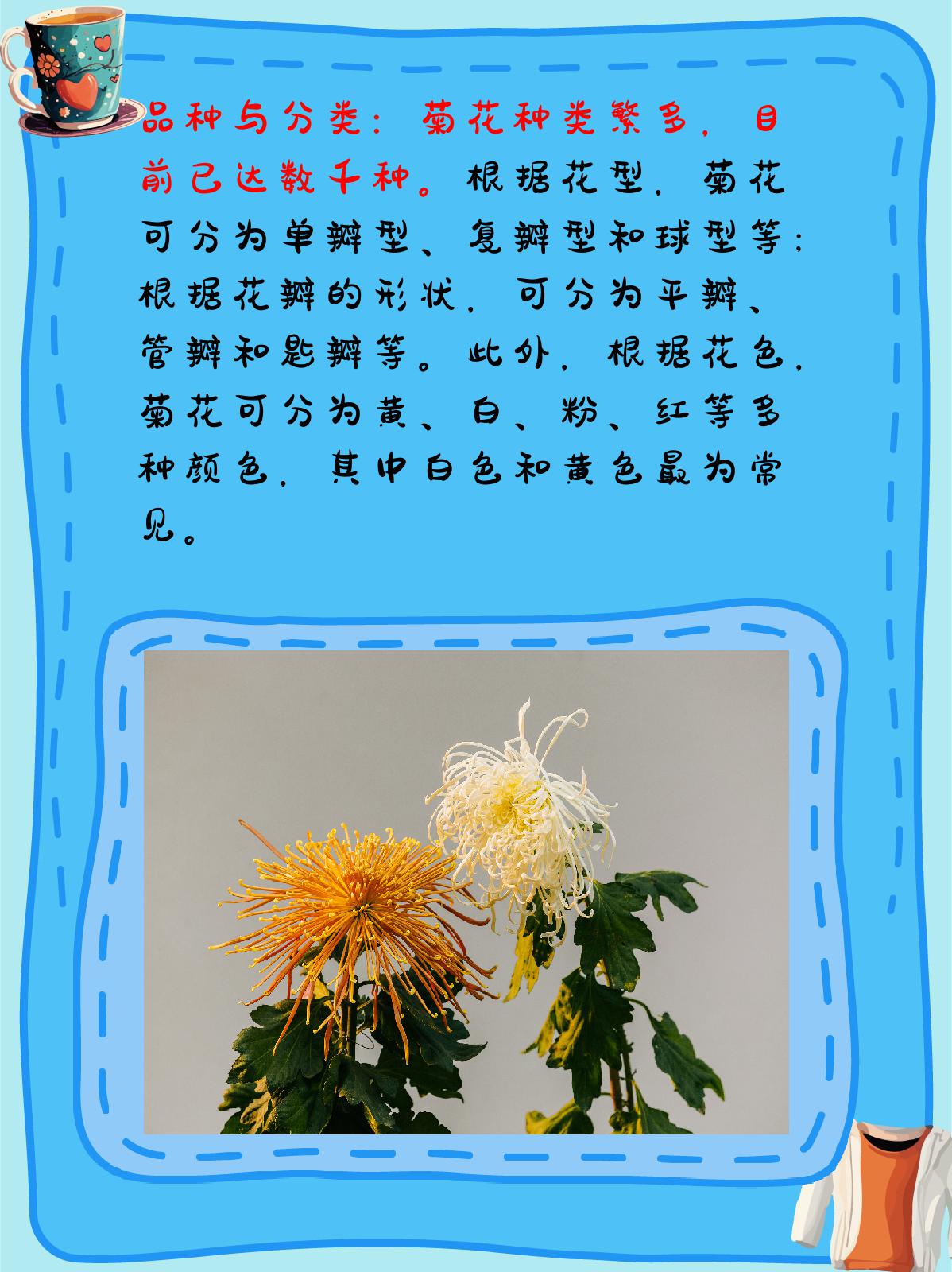 菊花的详细资料介绍