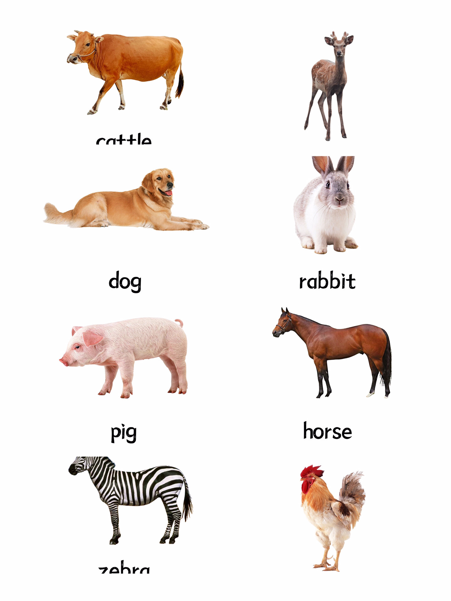 挖到宝了‼️真实动物卡片,快带娃认起来