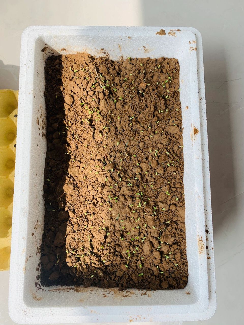 家种油麦菜—生长记 第三天就钻出了土壤形成了小苗,太可爱了,敬畏