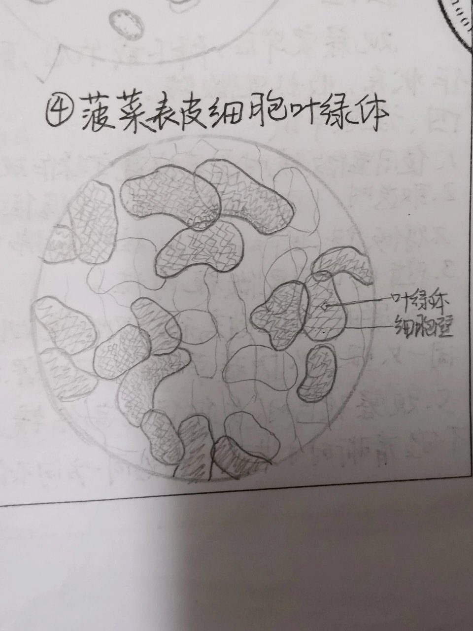 叶绿体结构简图怎么画图片