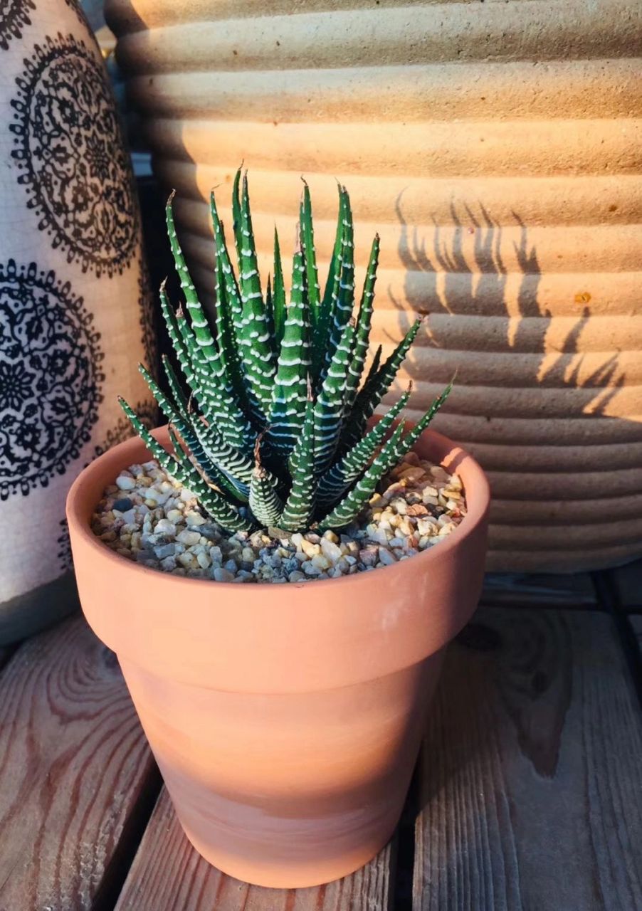 阳台多肉分享——条纹十二卷 好养且不需要太多光照的好物(物美价廉)