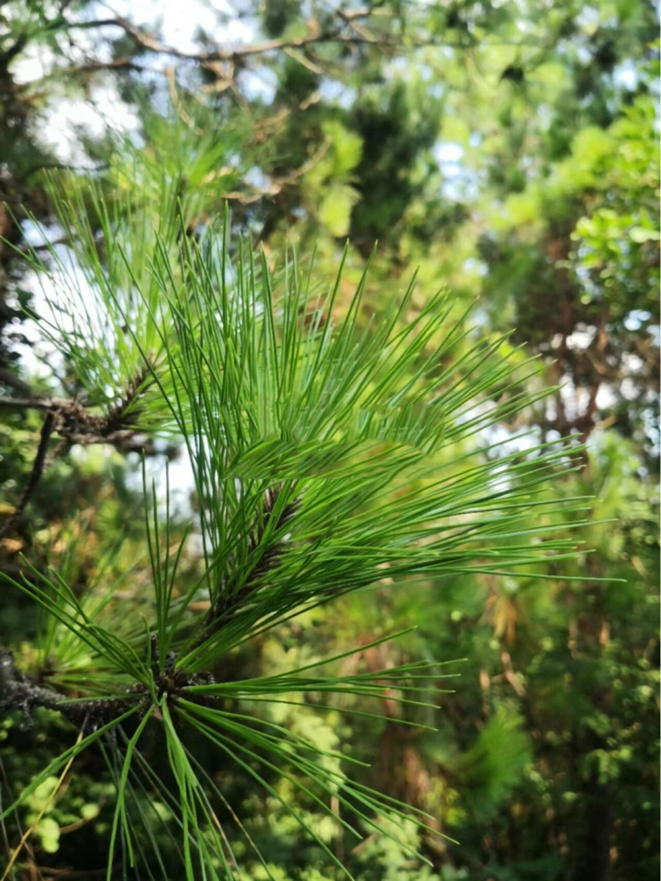 得天独厚,灵气充沛 更适合保健养生.