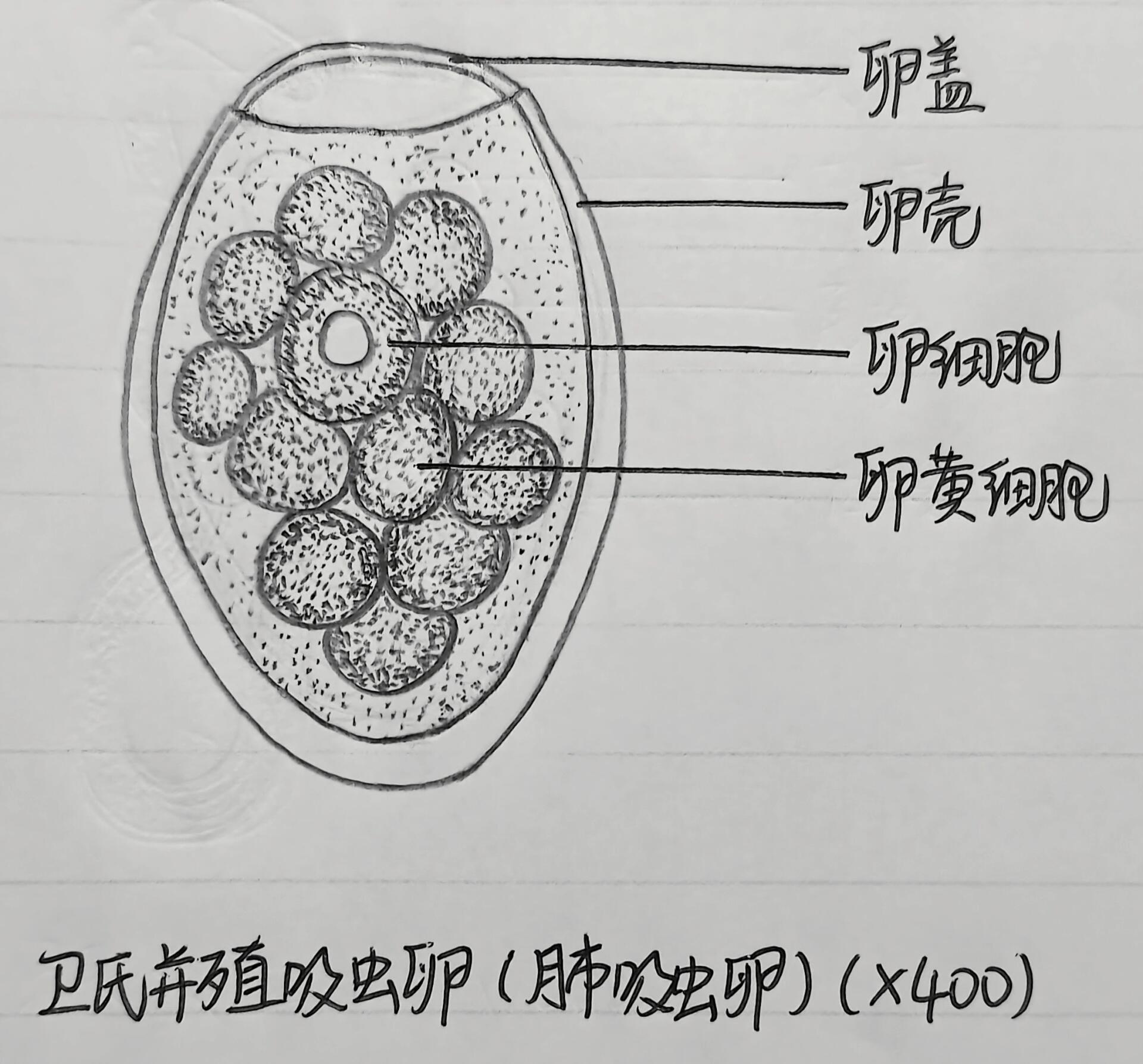 肝片吸虫虫卵手绘图图片