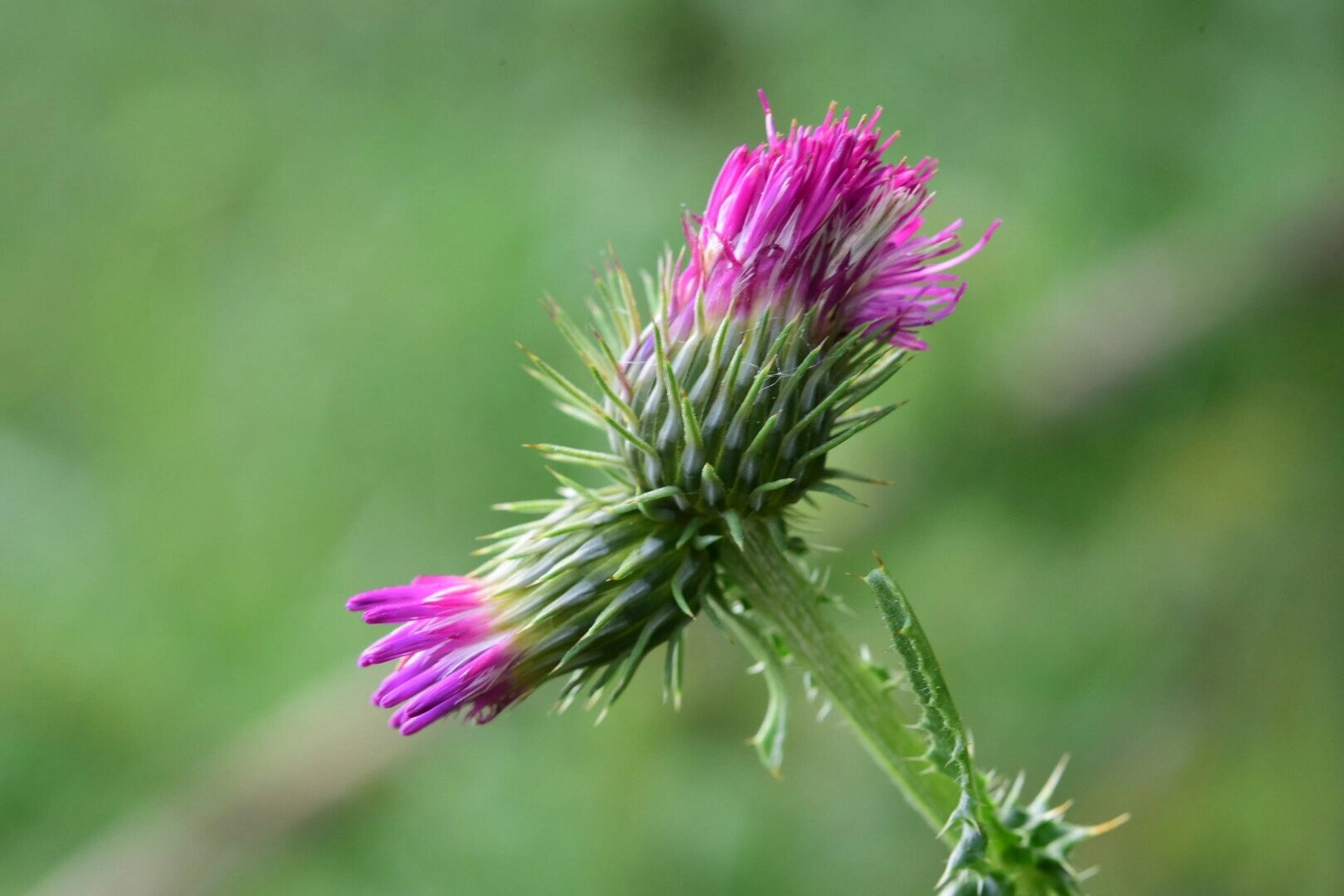 大青山野草飞廉:多年生草本植物,花紫红色,冠毛刺状,黄白色.
