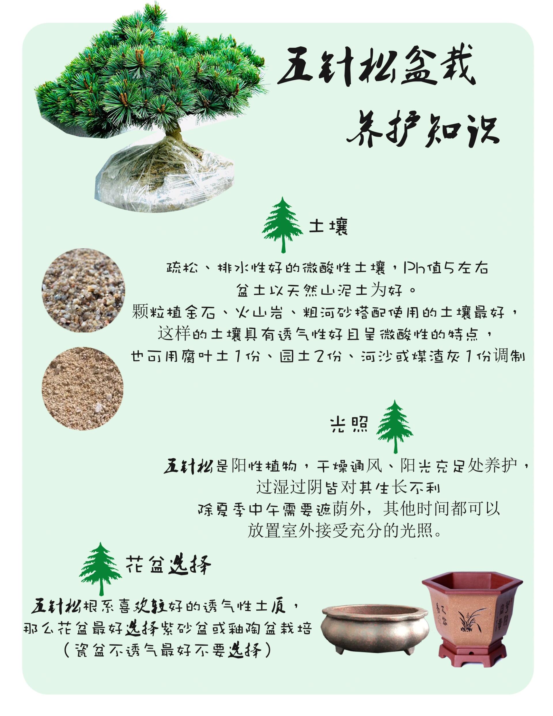 五针松怎么养