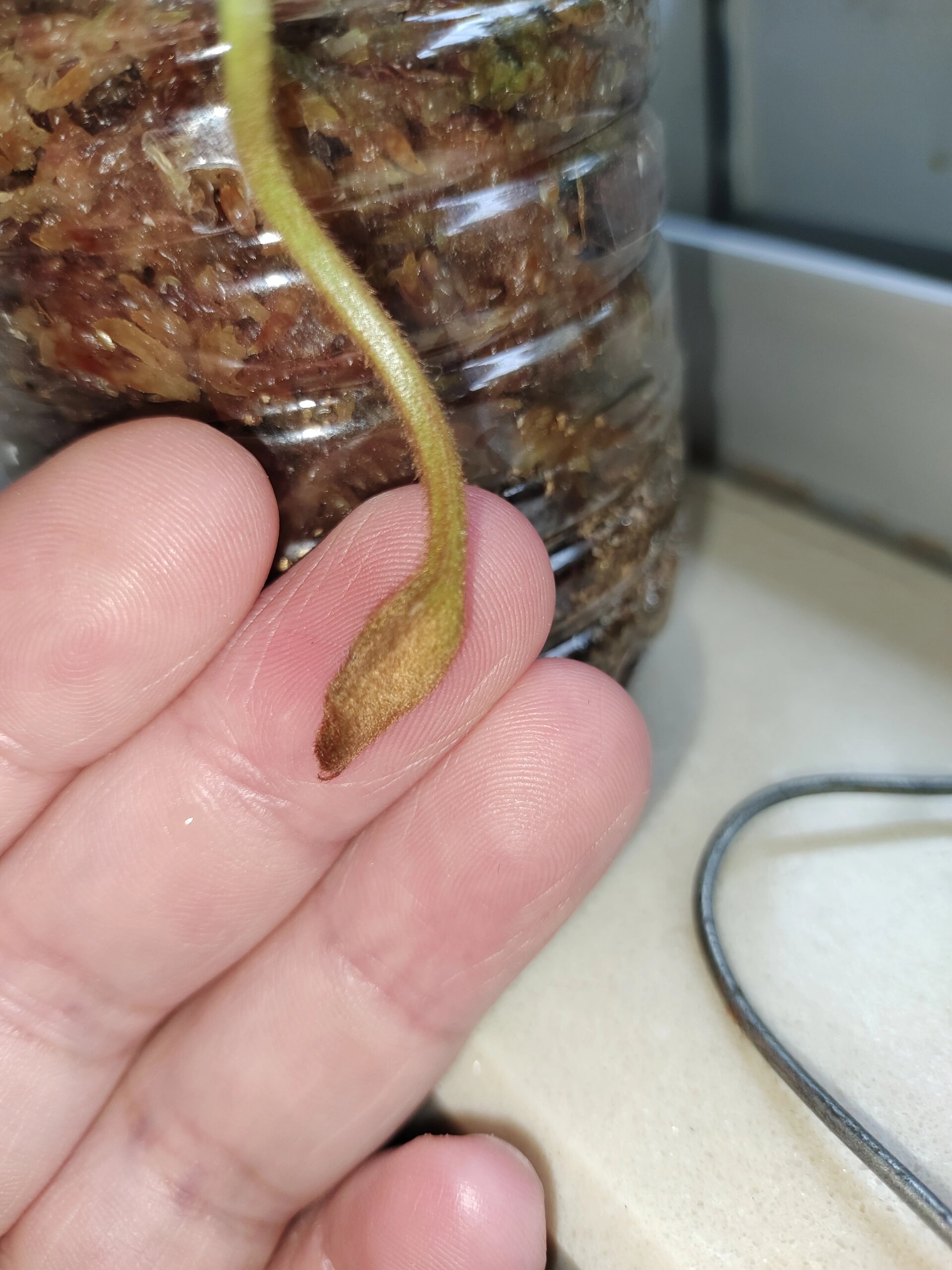猪笼草生长过程