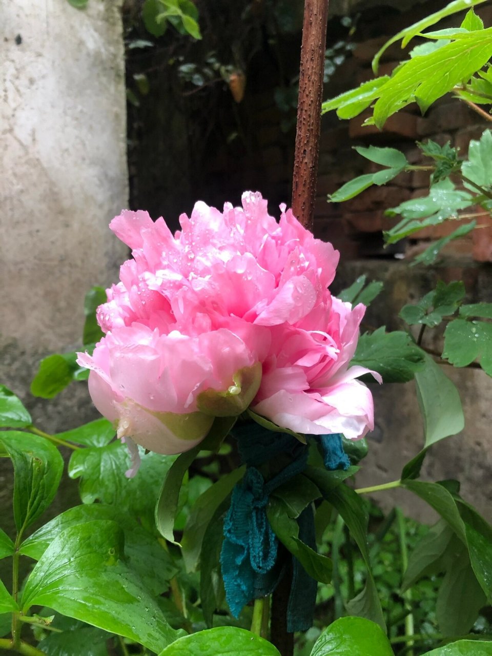 牡丹仙桃 春天总是美好的,各种花朵都绽放,牡丹仙桃,花大,起楼高,雍容