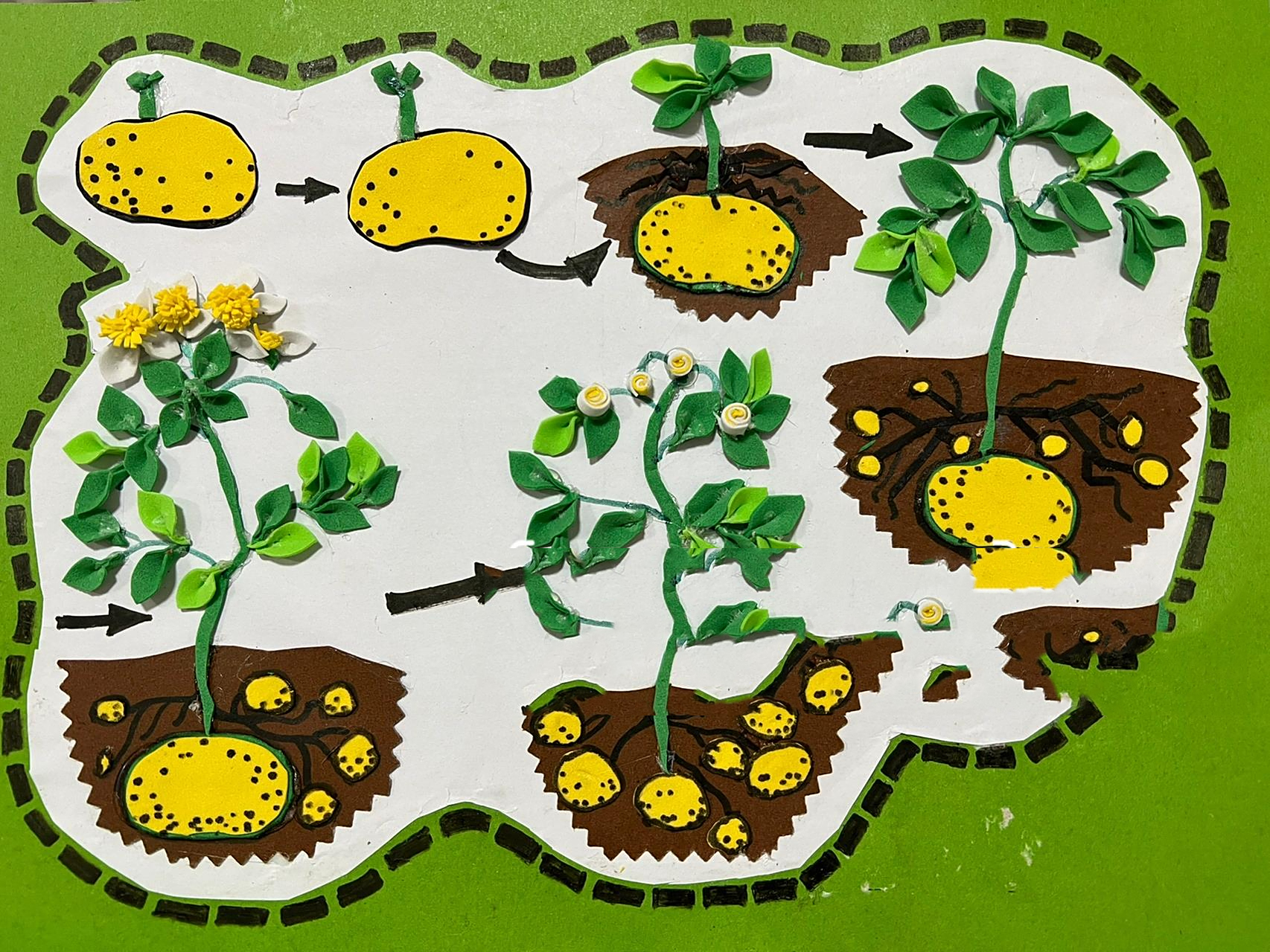 土豆的生长过程,图二为老师发来的图