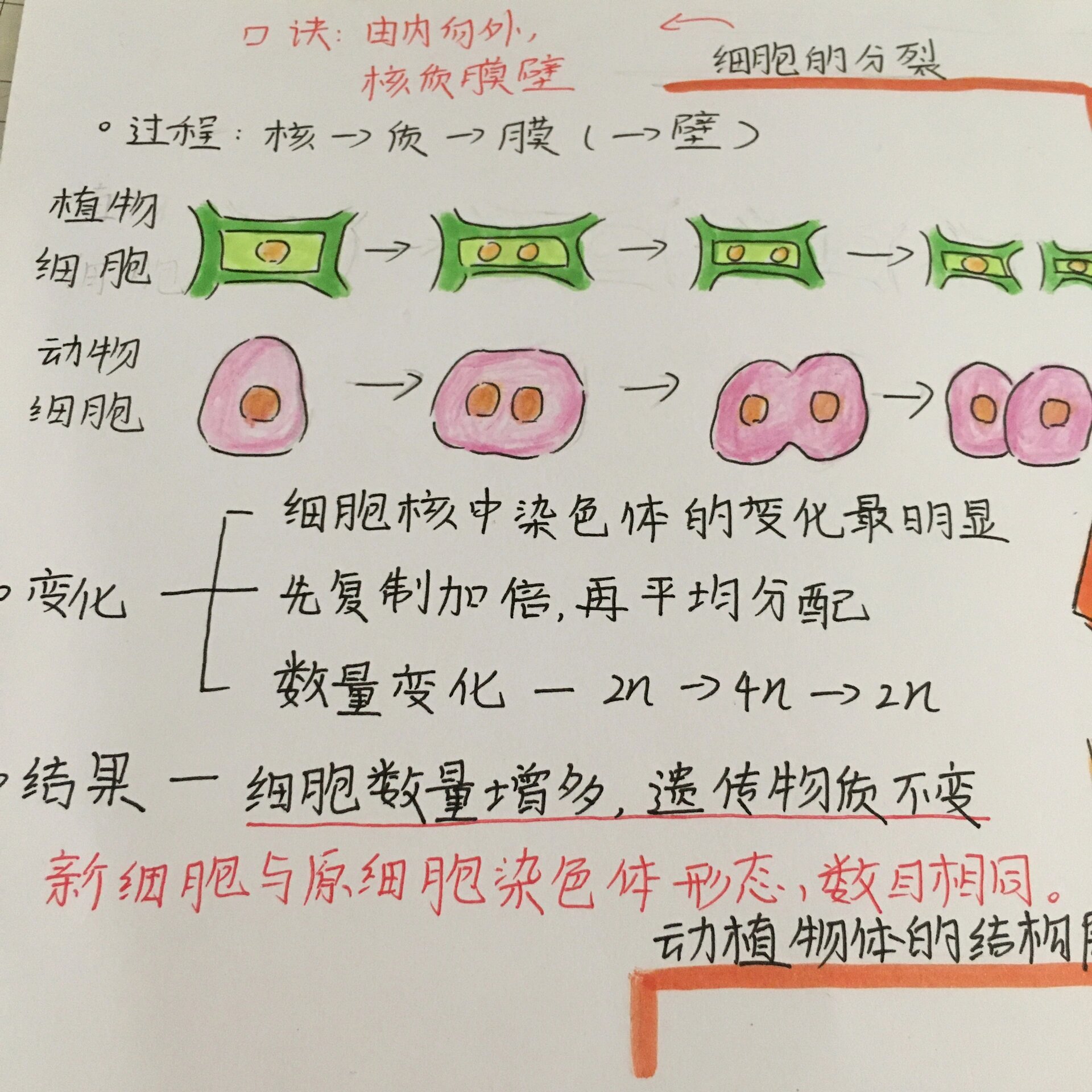 思维导图——生物体的结构层次