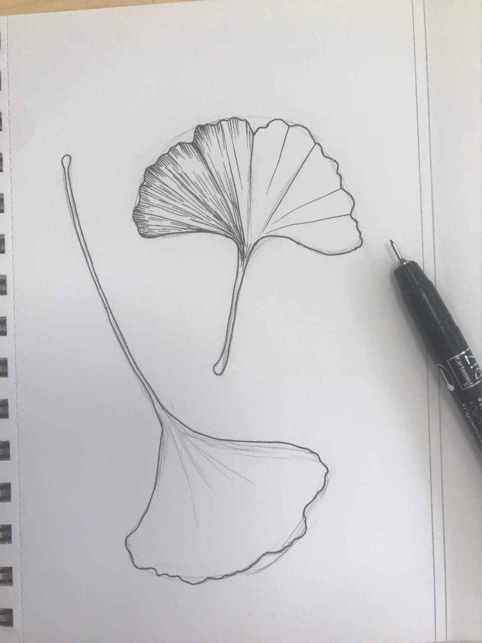 黑白花卉小画 |银杏叶 |针管笔手绘花卉 有步骤图哦 用针管笔画一幅