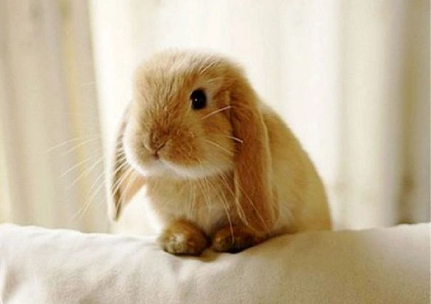 不少养垂耳兔的人都会被兔子挠笼子啃笼子及蹦蹦跳跳的声音吵醒.