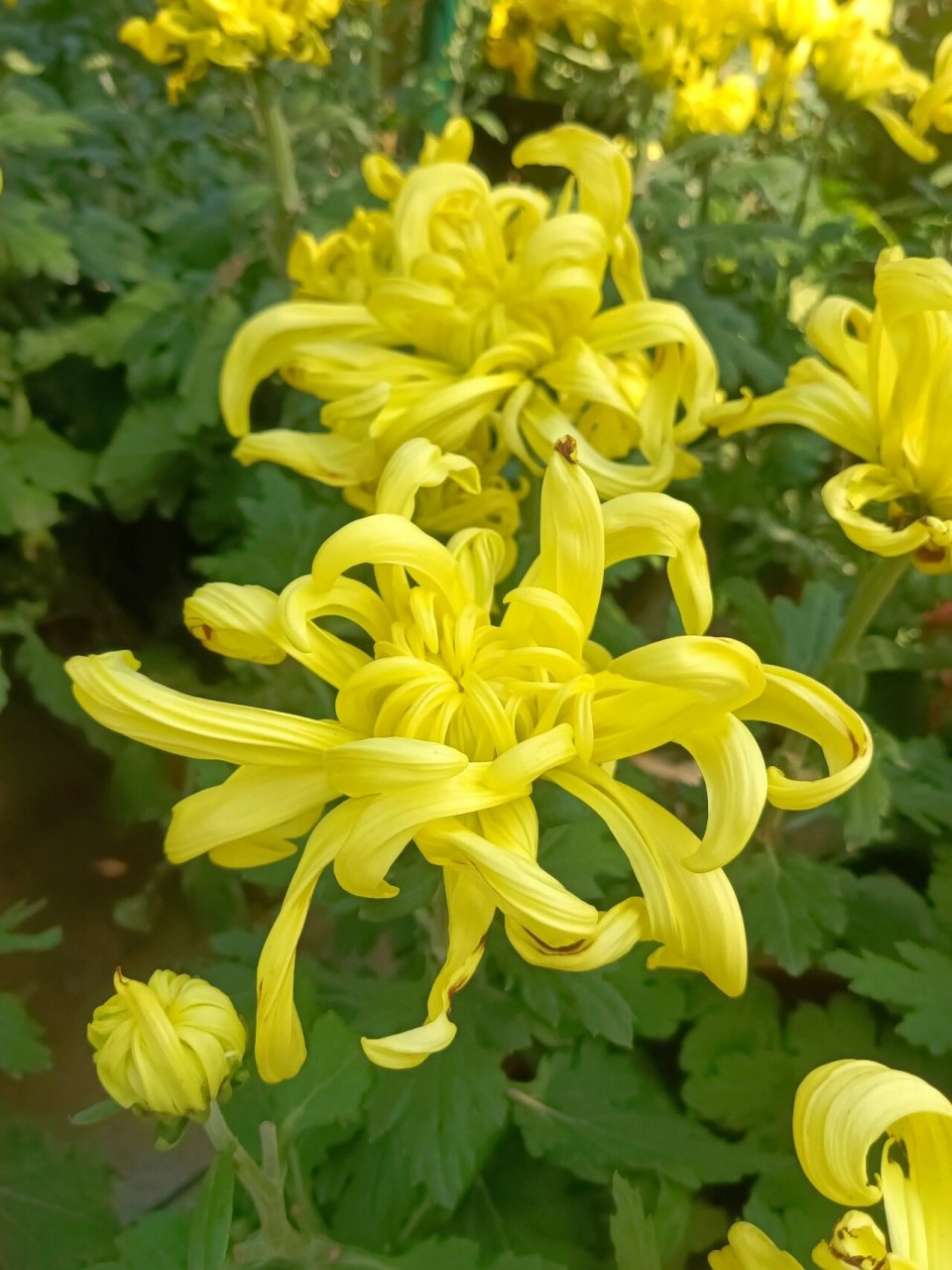 黄色龙爪菊 龙爪菊有消炎止痛, 清热解毒的功效.