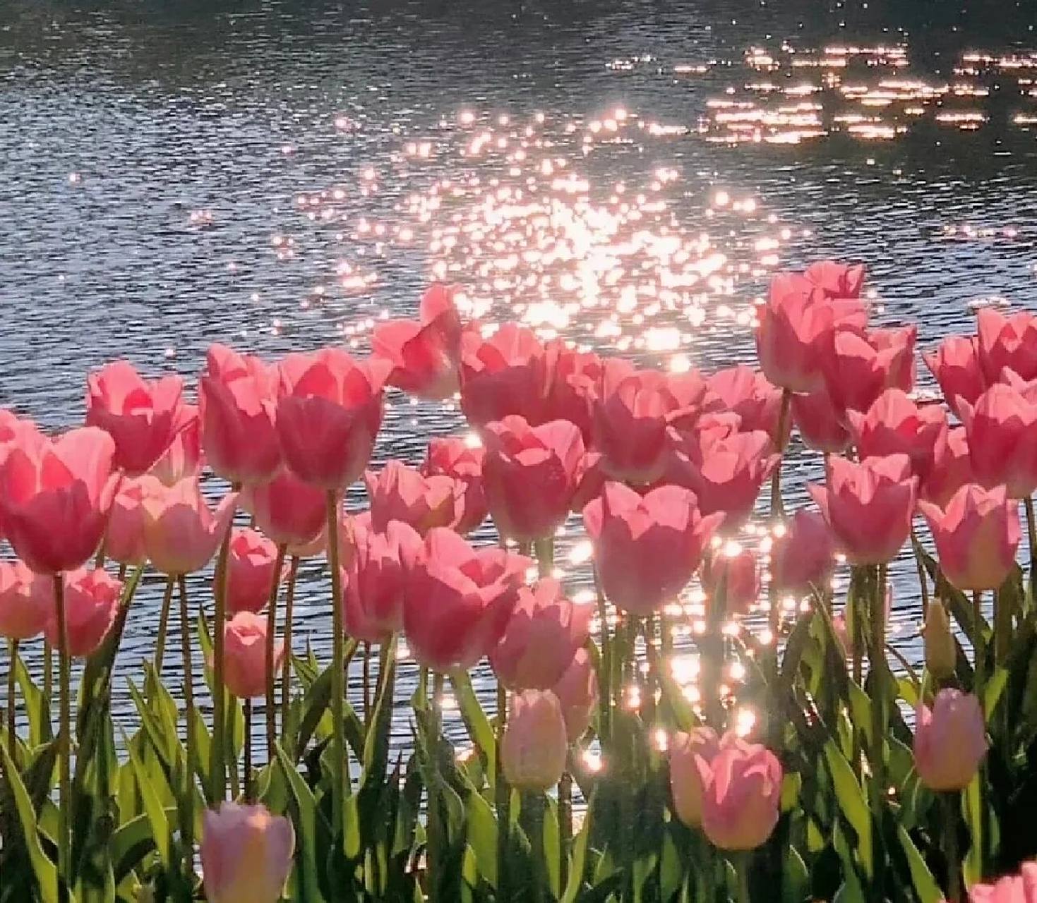 真的好优质99ins风的壁纸989491 郁金香文案9595 "喜欢花