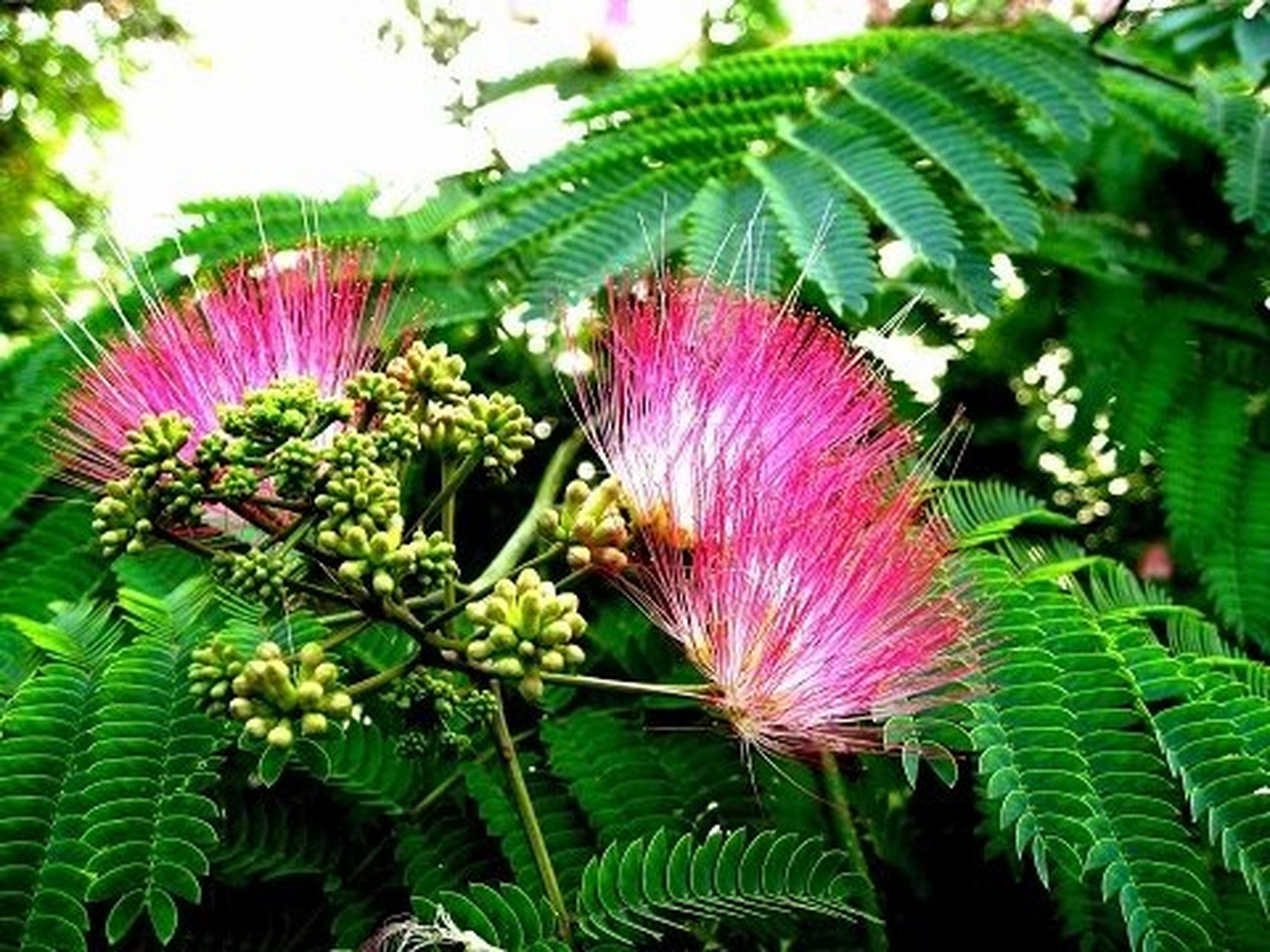 我们身边的中草药———合欢花 合欢花,本品为豆科植物合欢的花或花蕾