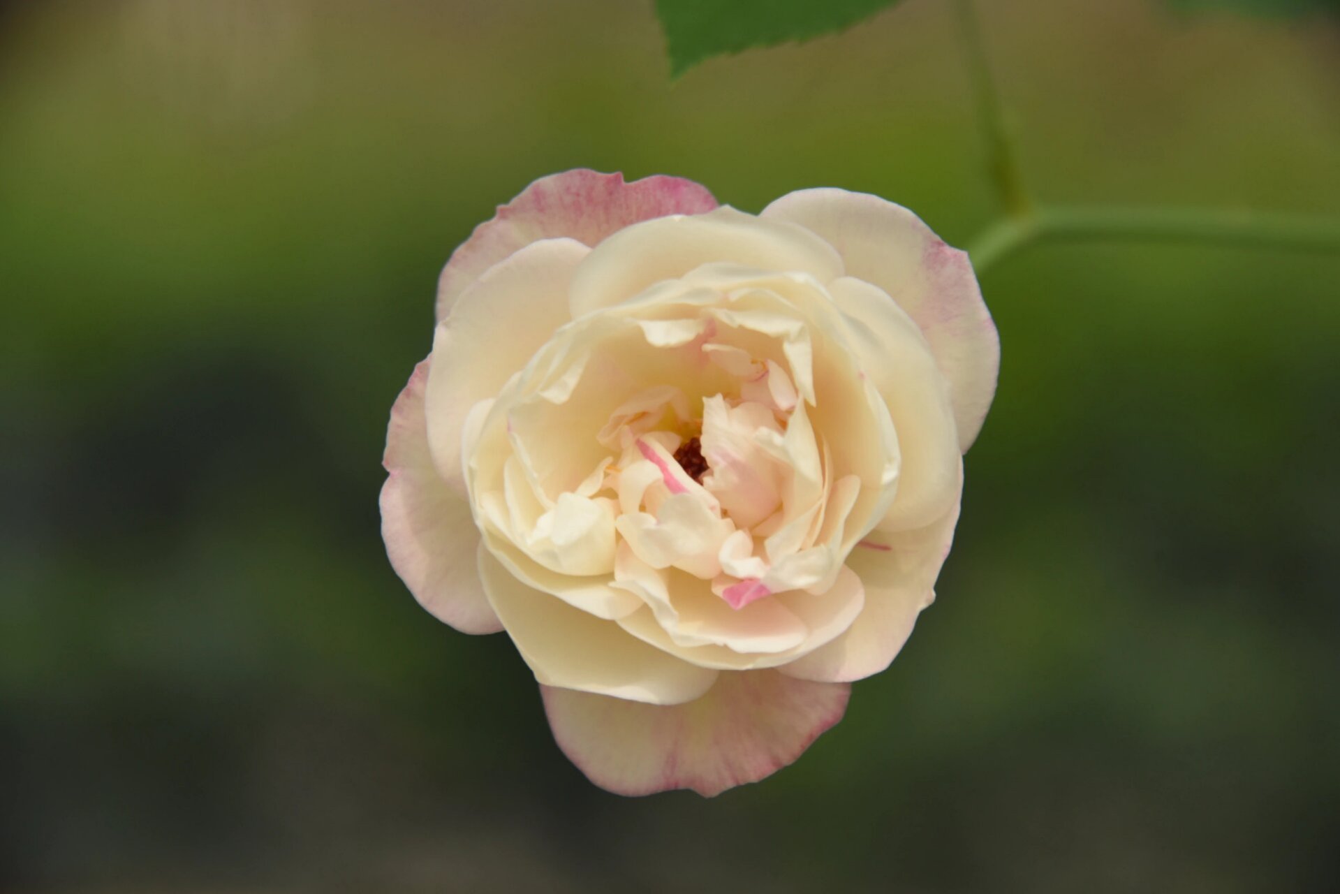 中国古老月季——枫叶芦花 中国古老月季 枫叶芦花,洒金,洒金白,抓破