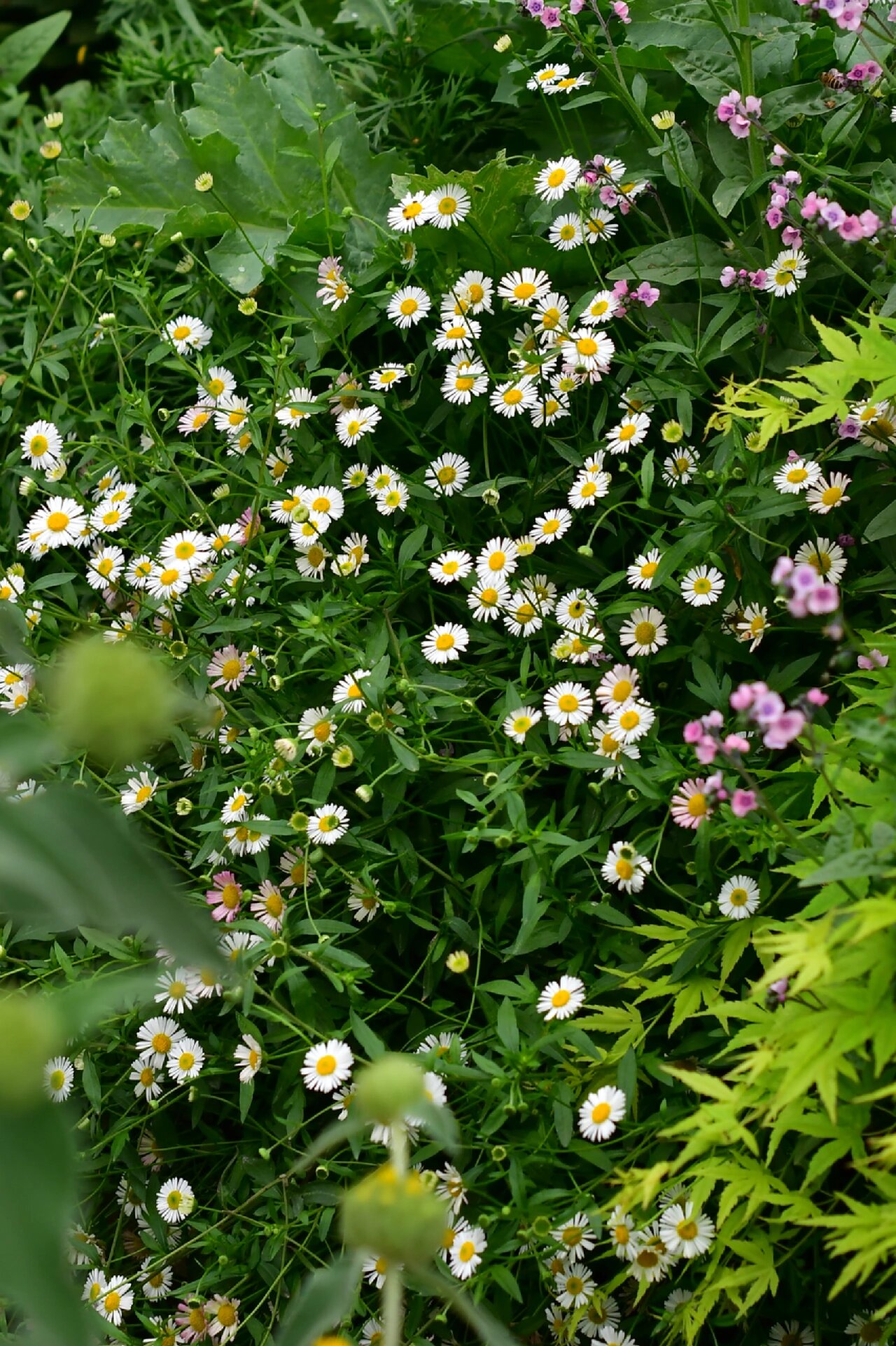 花碎花简介图片