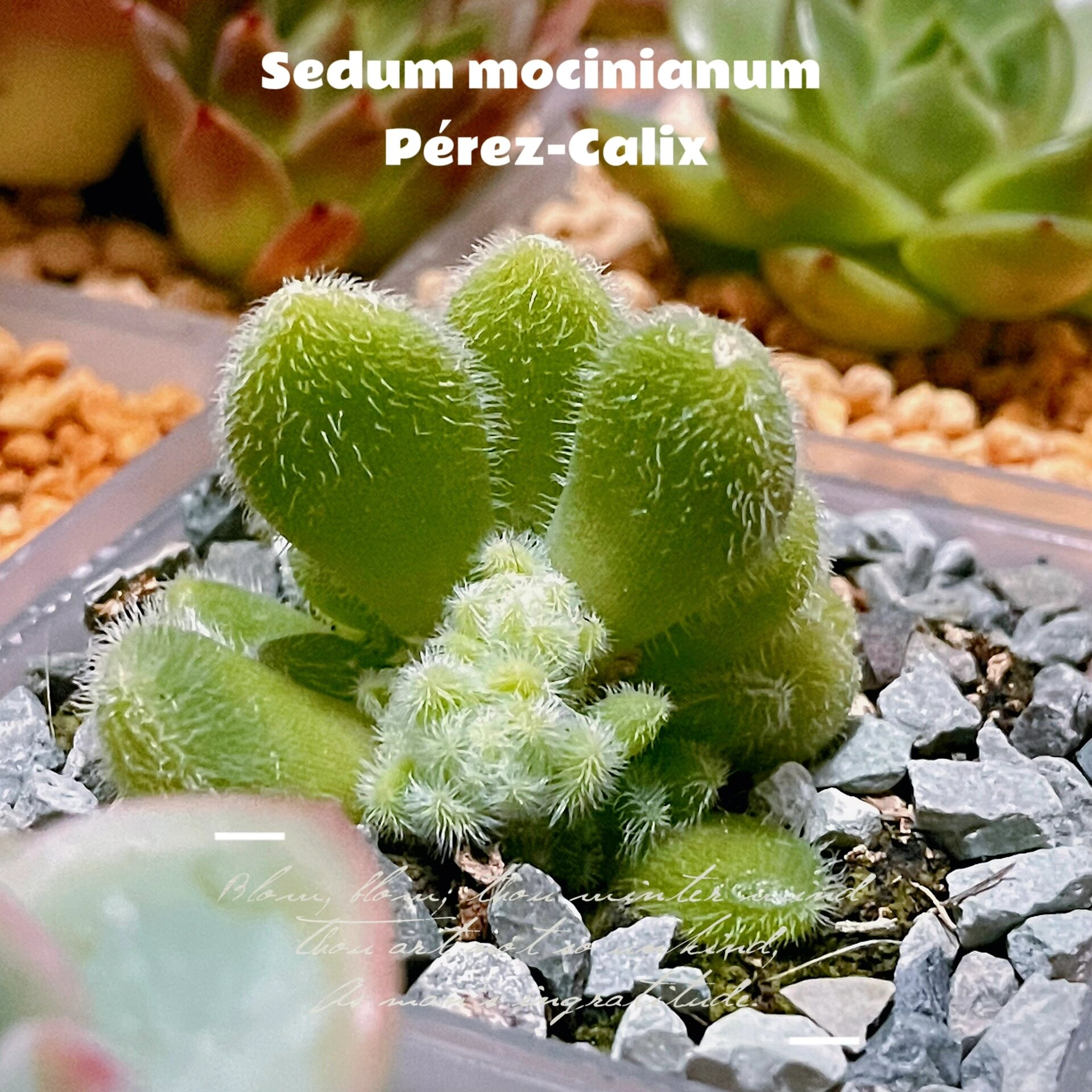 00|多肉"信东尼" 959595 信东尼也是景天科的肉肉,厚叶片