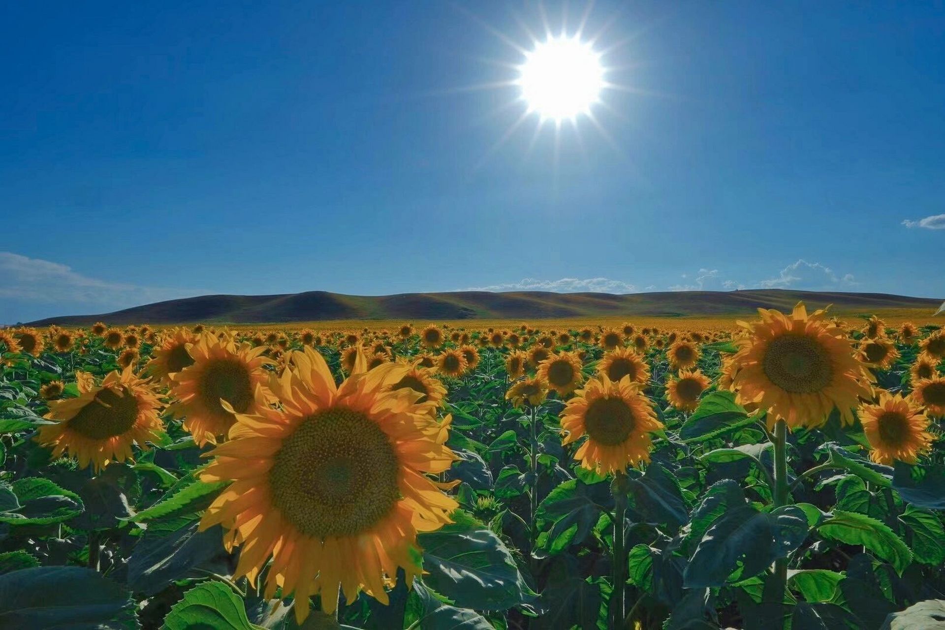 向阳而生97 拍摄于昭苏 #笔记灵感# #旅行# #向日葵# #新疆# #摄影