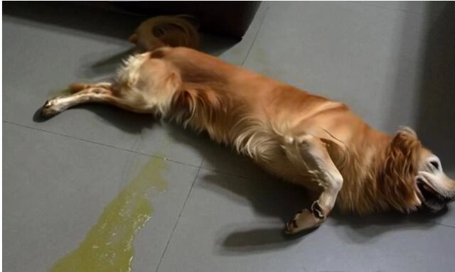 狗子丁丁红肿,膀胱炎治疗经历