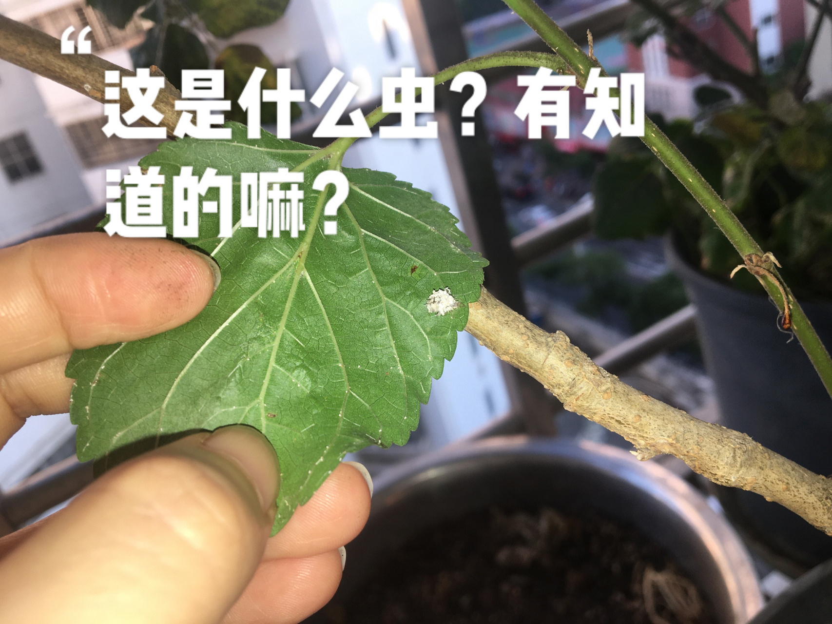 最近发现这白色的奇特虫子出现在桑树上 想要运用下群众智慧来