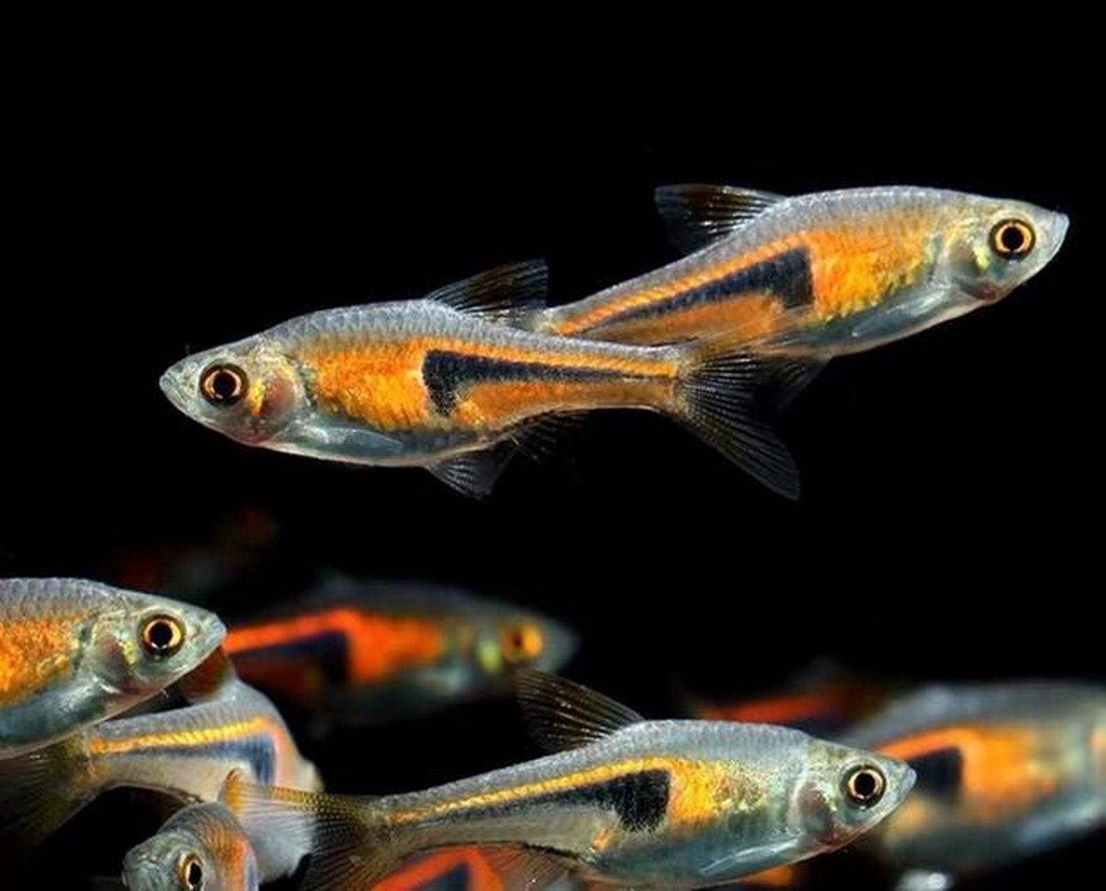 鱼类科普:哪些观赏鱼不用打氧也可以活?