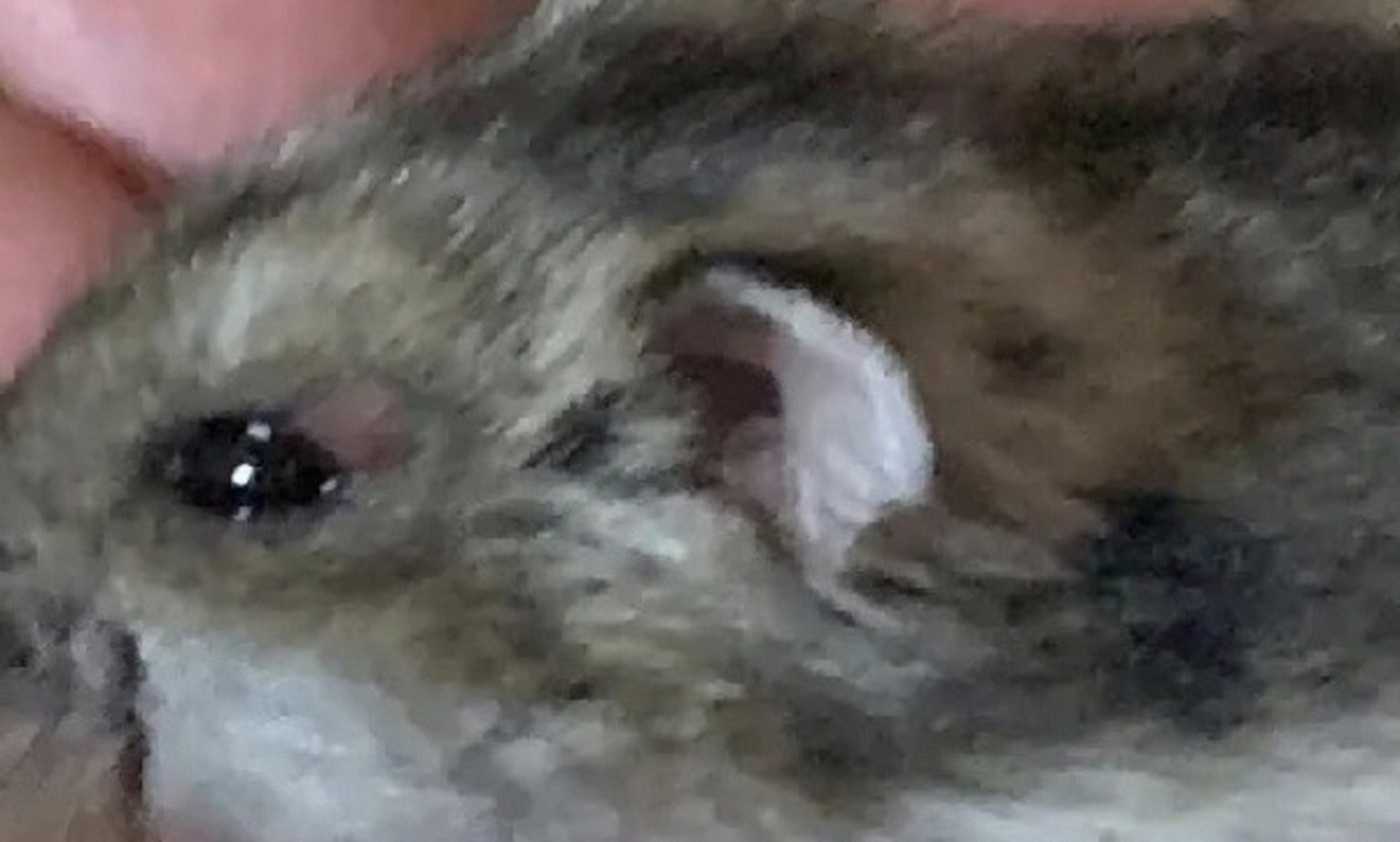 仓鼠眼睛发炎跟皮肤脱毛的处理方法:第一页 今天出一篇关于仓鼠眼周