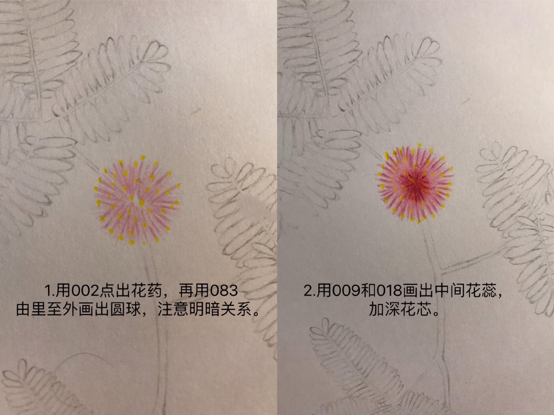 绘画42|彩铅花卉-含羞草 附步骤图
