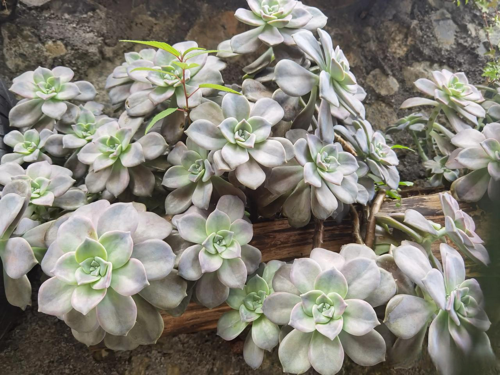 宝石花是多肉植物,别名石莲花,石胆草,粉莲,胧月,初霜.