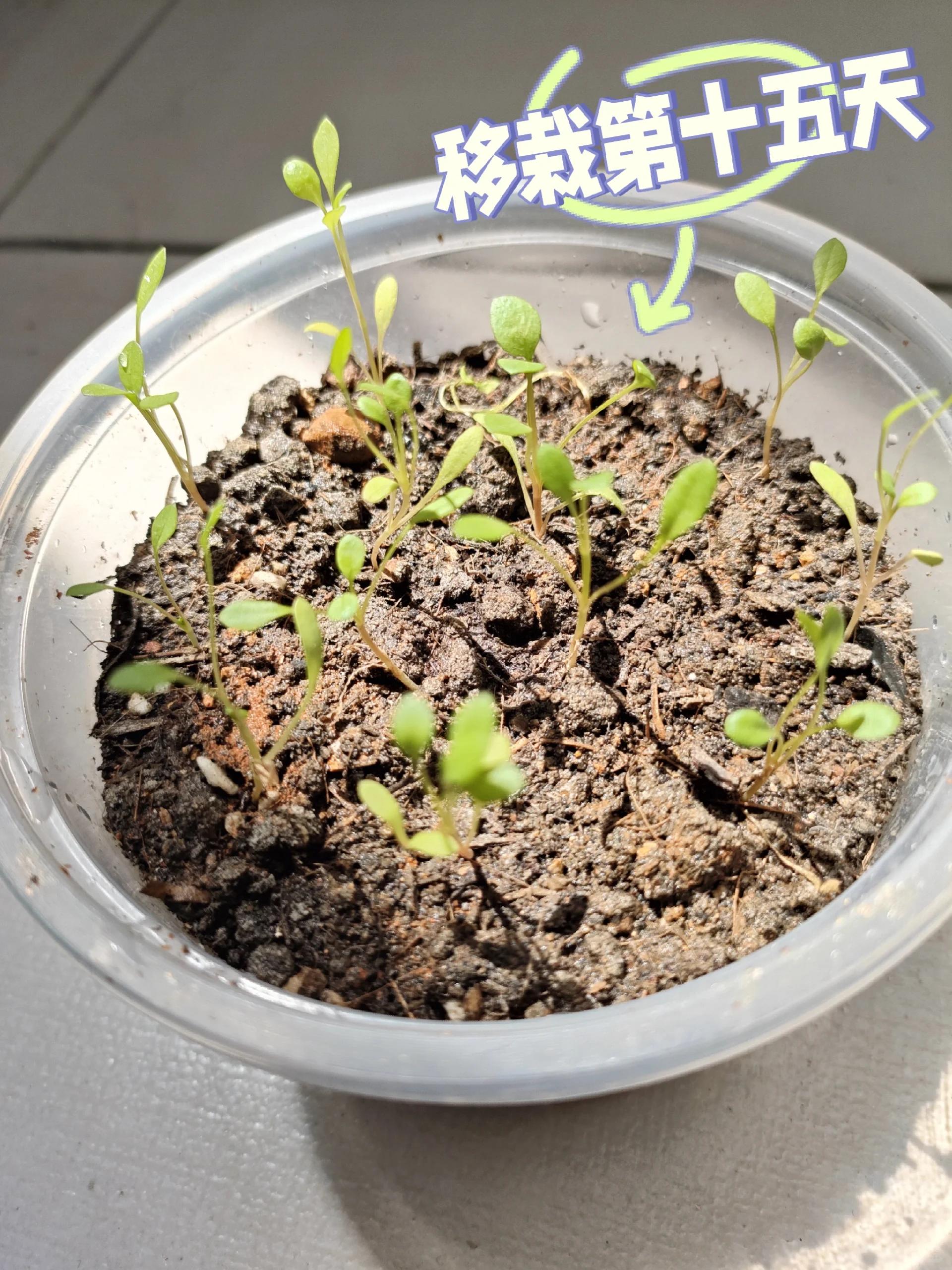 金钱菊移栽计划 总体来说应该算成功趴!