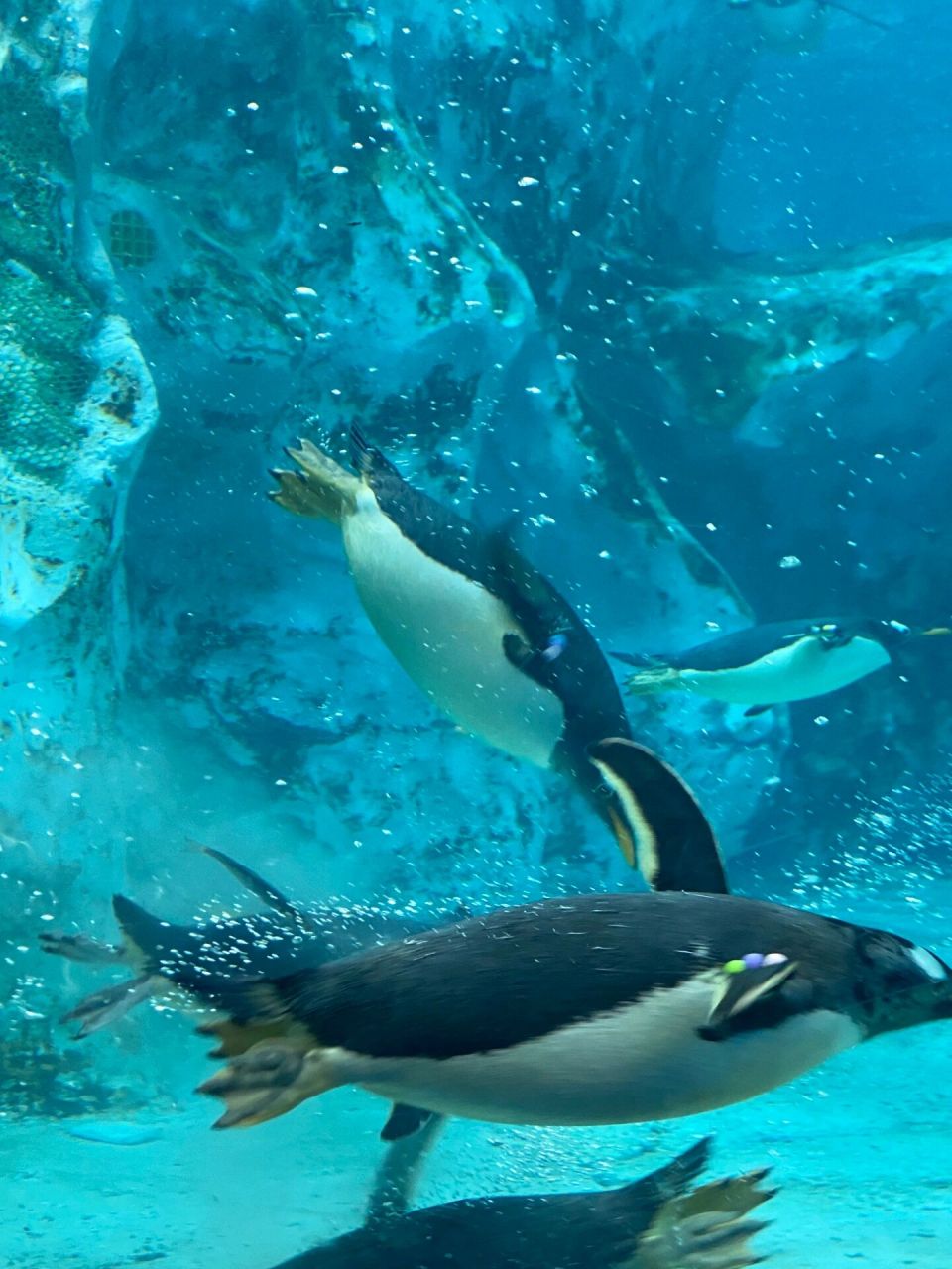 珠海· 长隆海洋王国95