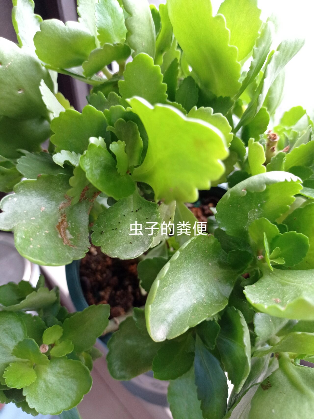 救命,我的长寿花生虫了