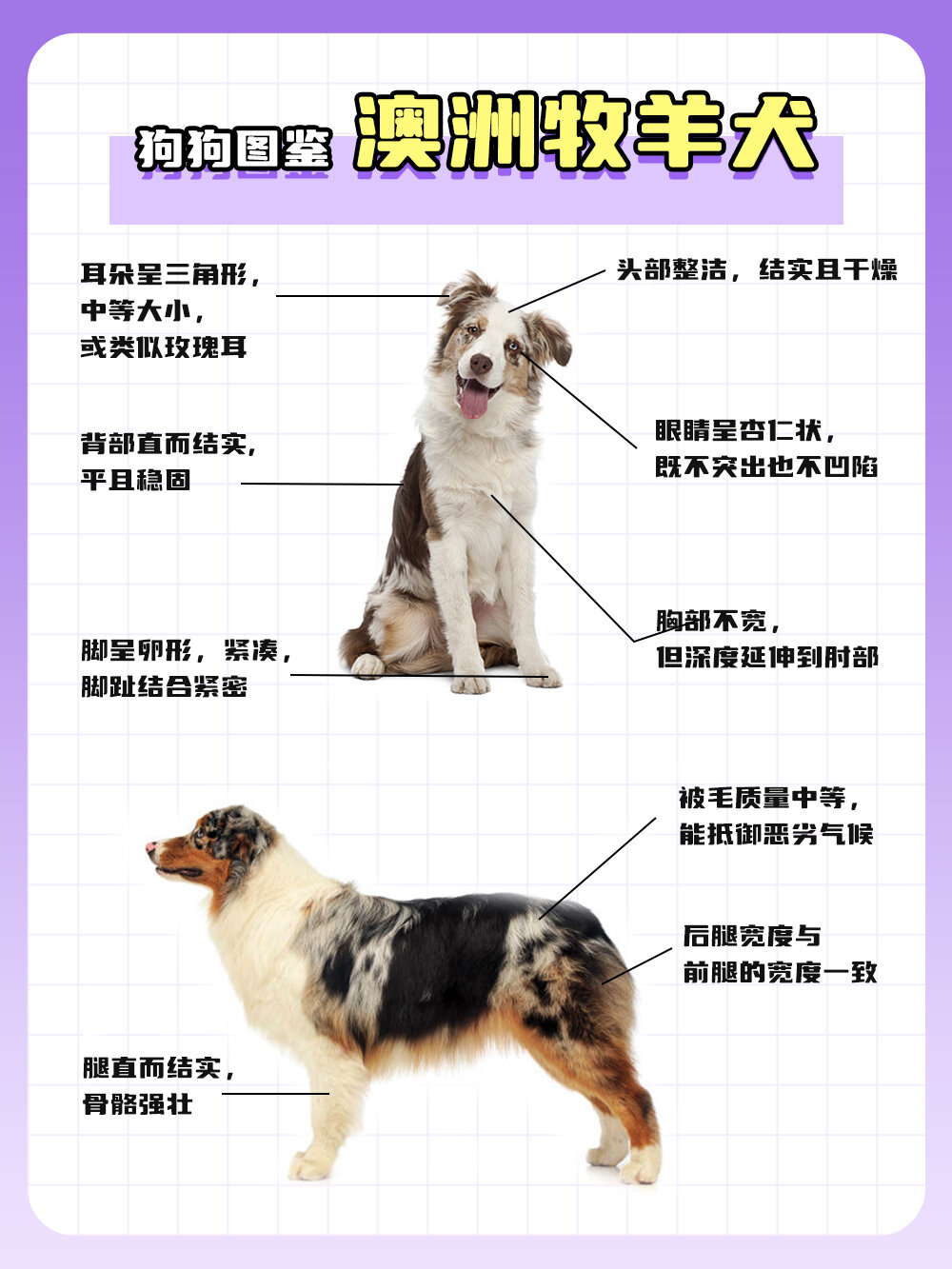狗狗图鉴-澳大利亚牧羊犬