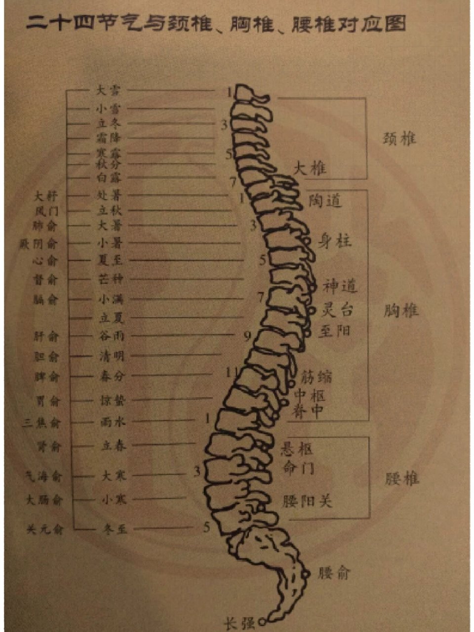 人体脊椎结构图名称图片