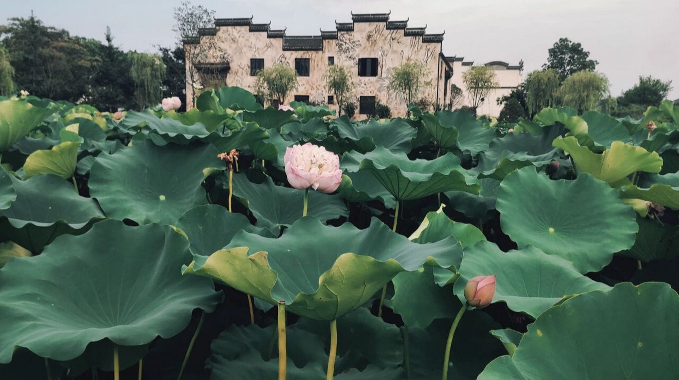 打卡长兴周边一个被隐藏的古村落 第一次知道石泉村,还是因为有个项目