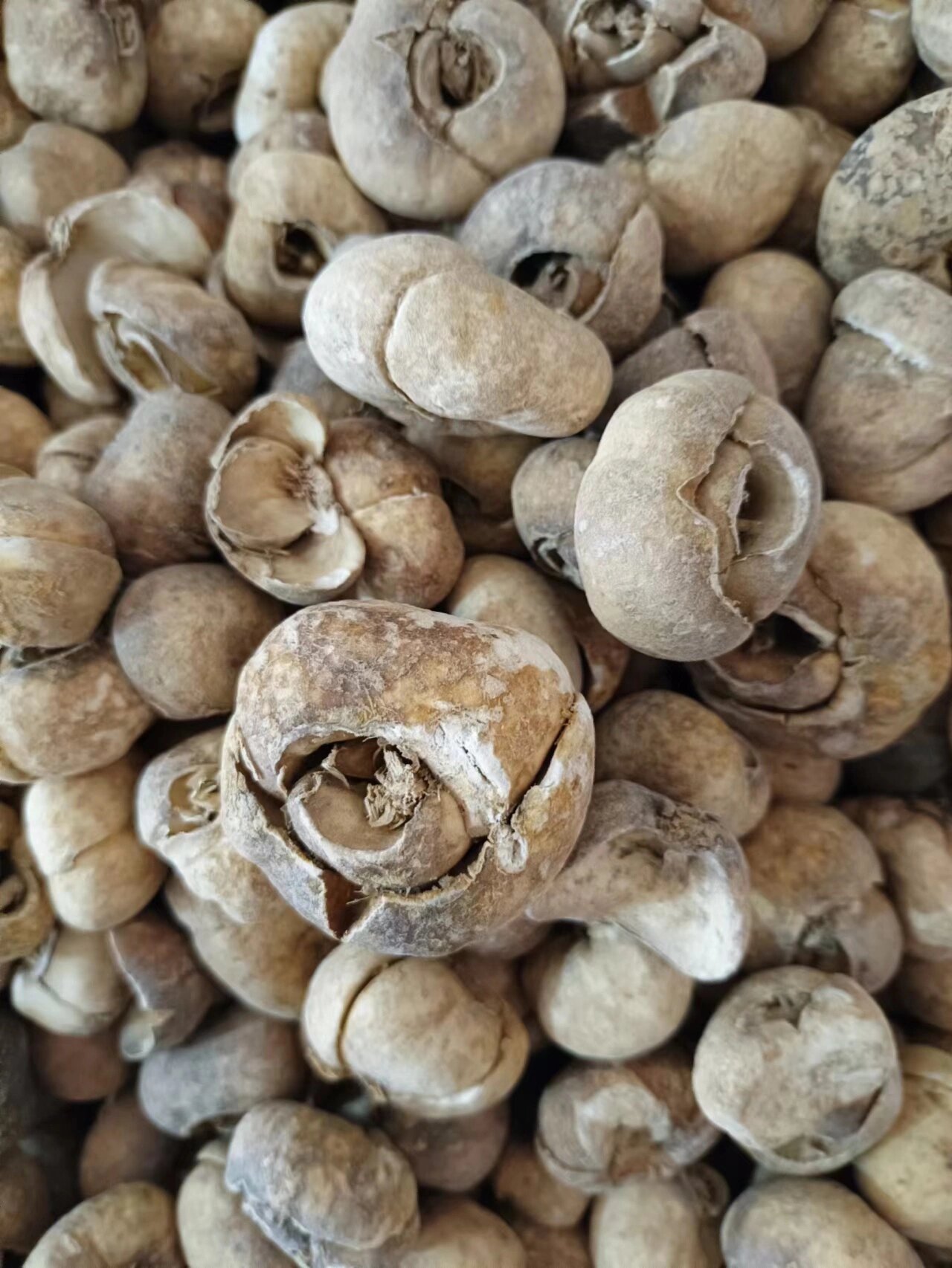 优质中药材——浙贝母(大个,元宝片) 贝母有川贝,浙贝,伊贝等.