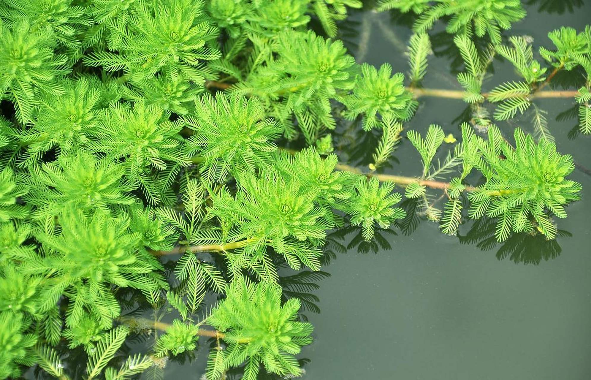 春天不止有花,还有绿油油的水草——狐尾藻 阳春三月,草长莺飞.