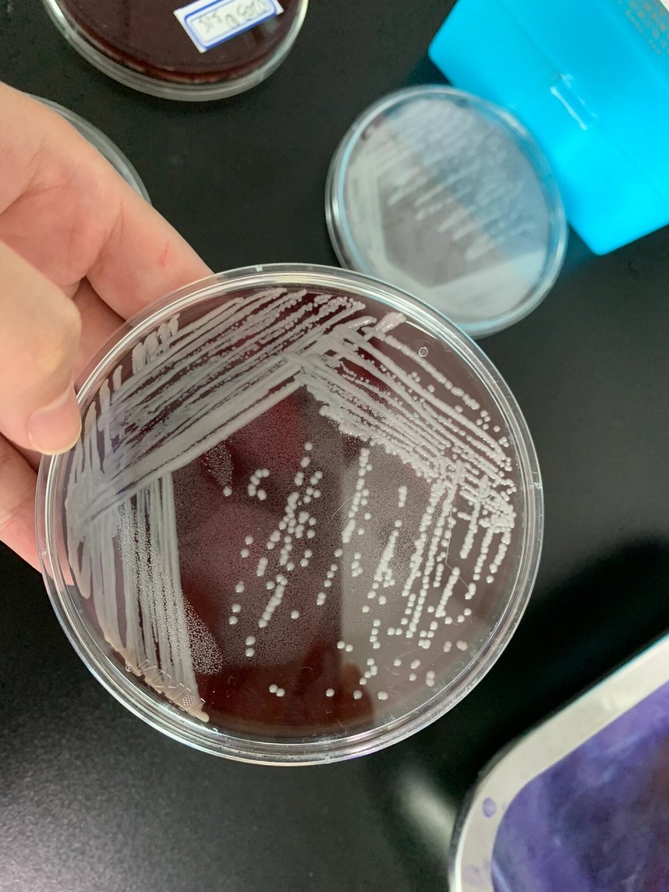平板分区划线四区