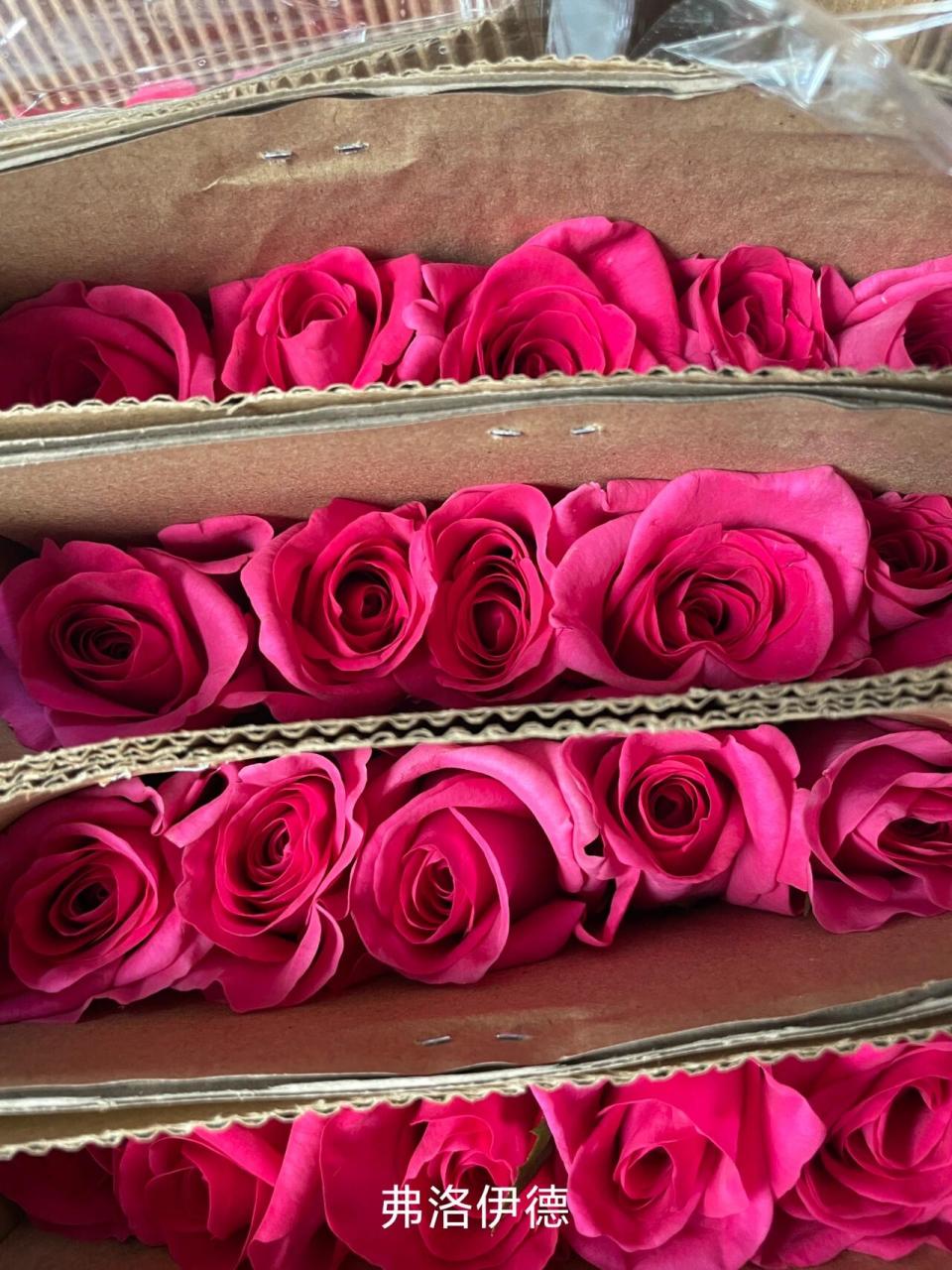 常见玫红色玫瑰 大桃红,市场上基本已经没有了.