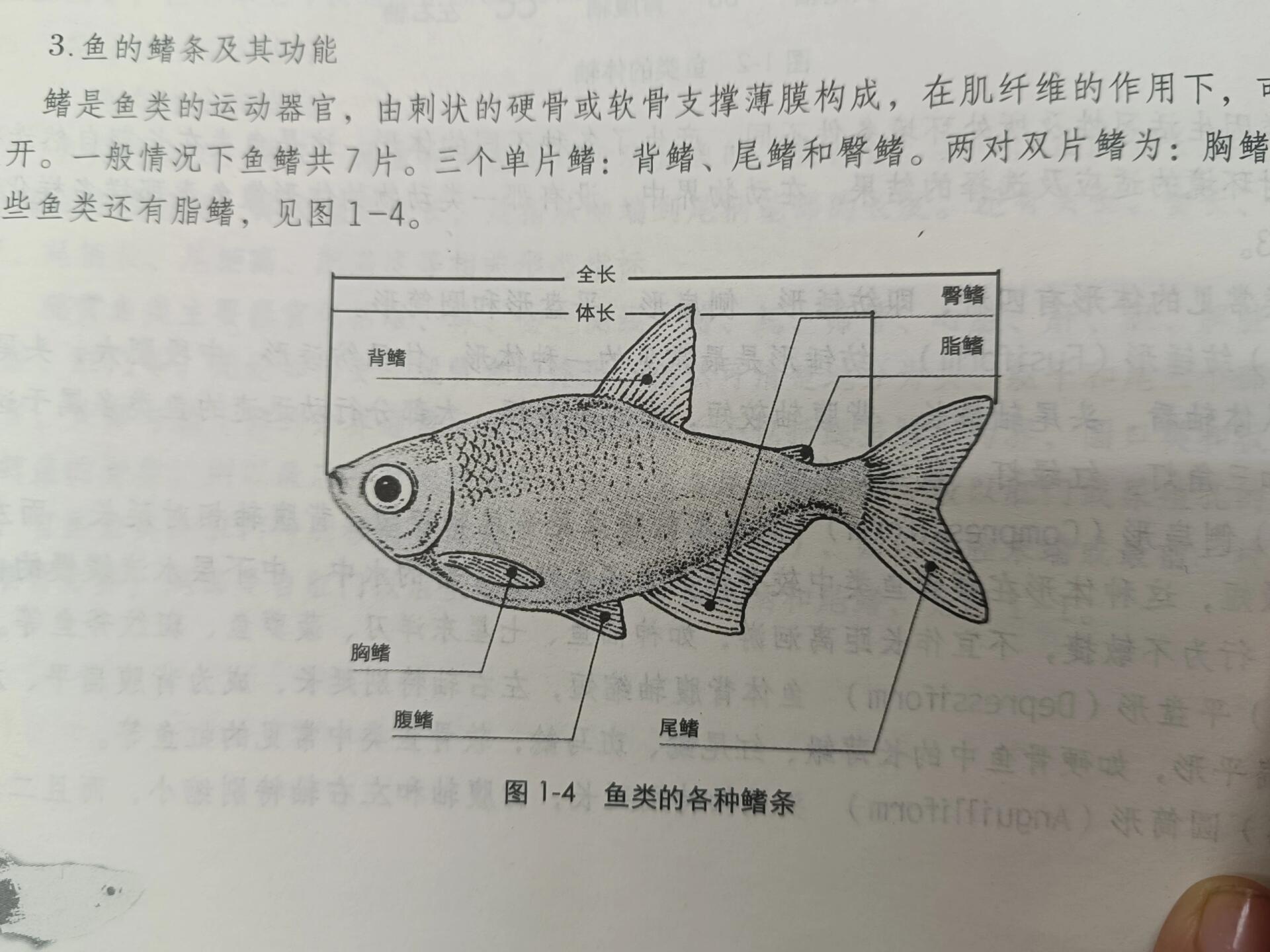 背鳍 腹鳍图片